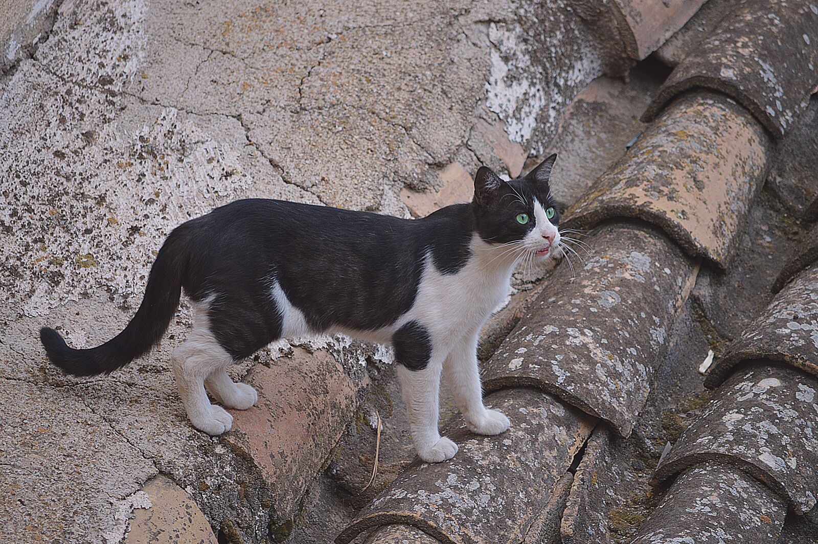 Nikon D3200 sample photo. Cat on the roof photography