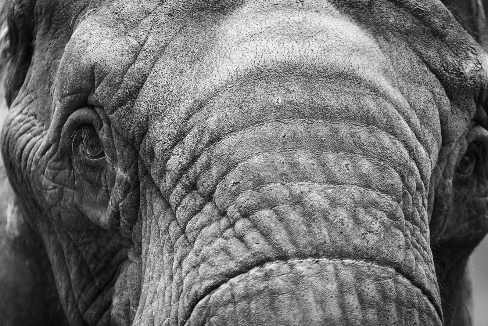 Nikon D800 sample photo. Elephant, animal, mammal photography