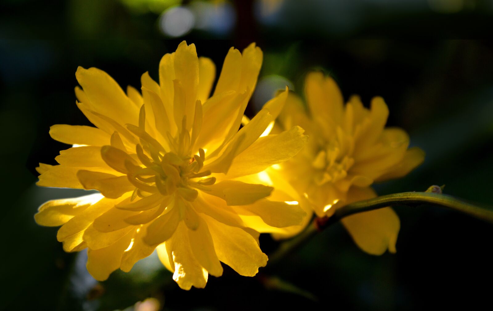 Nikon D3200 sample photo. Ranunculus bush flower, ranunkel photography