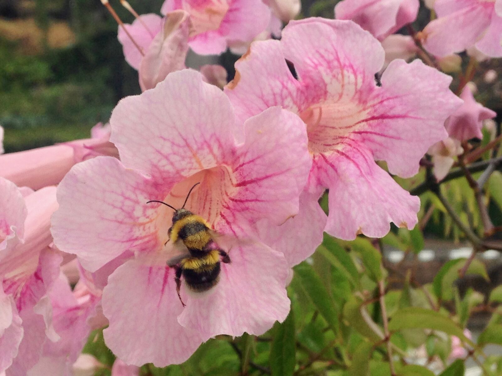 iPhone 5c back camera 4.12mm f/2.4 sample photo. Flower, blossom, bloom photography