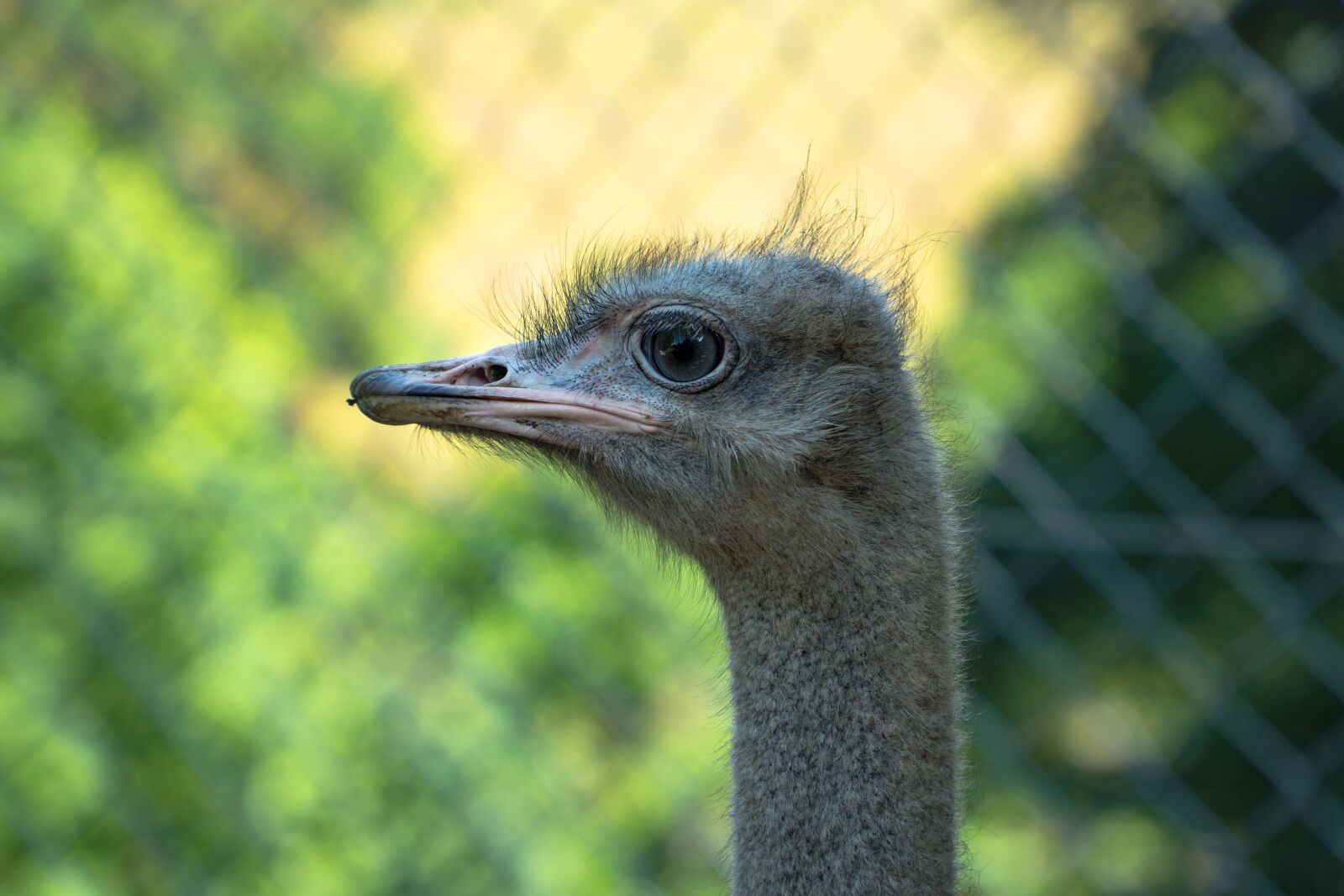 Sony a6000 + Sony E PZ 18-105mm F4 G OSS sample photo. Bird, animal, zoo photography