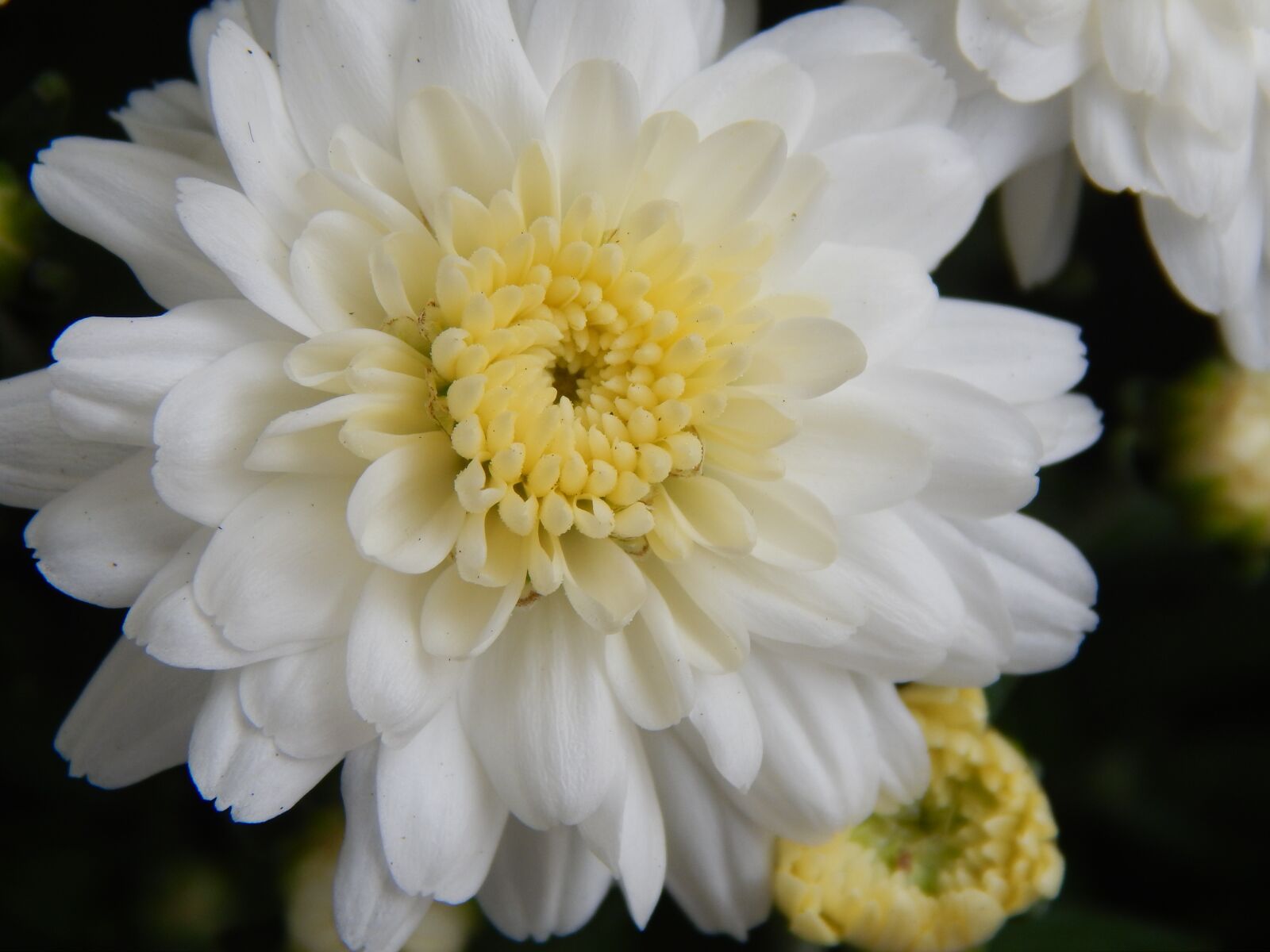 Nikon Coolpix L820 sample photo. Flower, white flower, spring photography