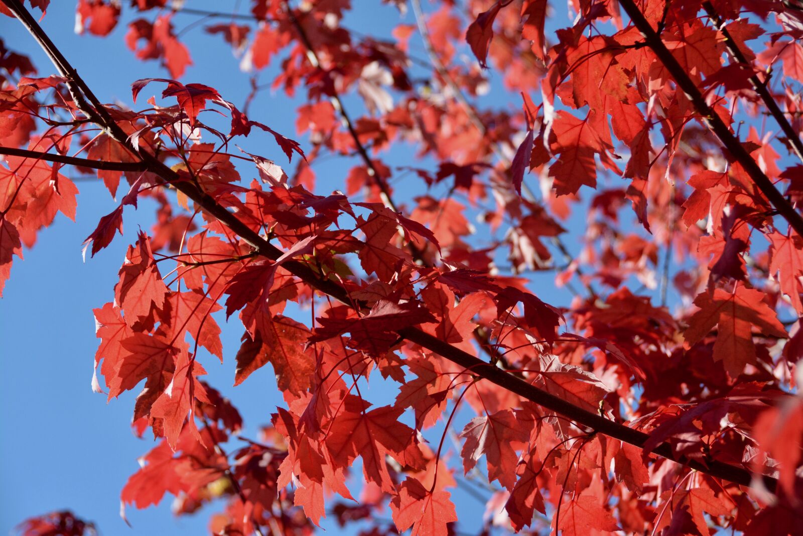 Nikon D7100 sample photo. Fall, red leaves, autumn photography