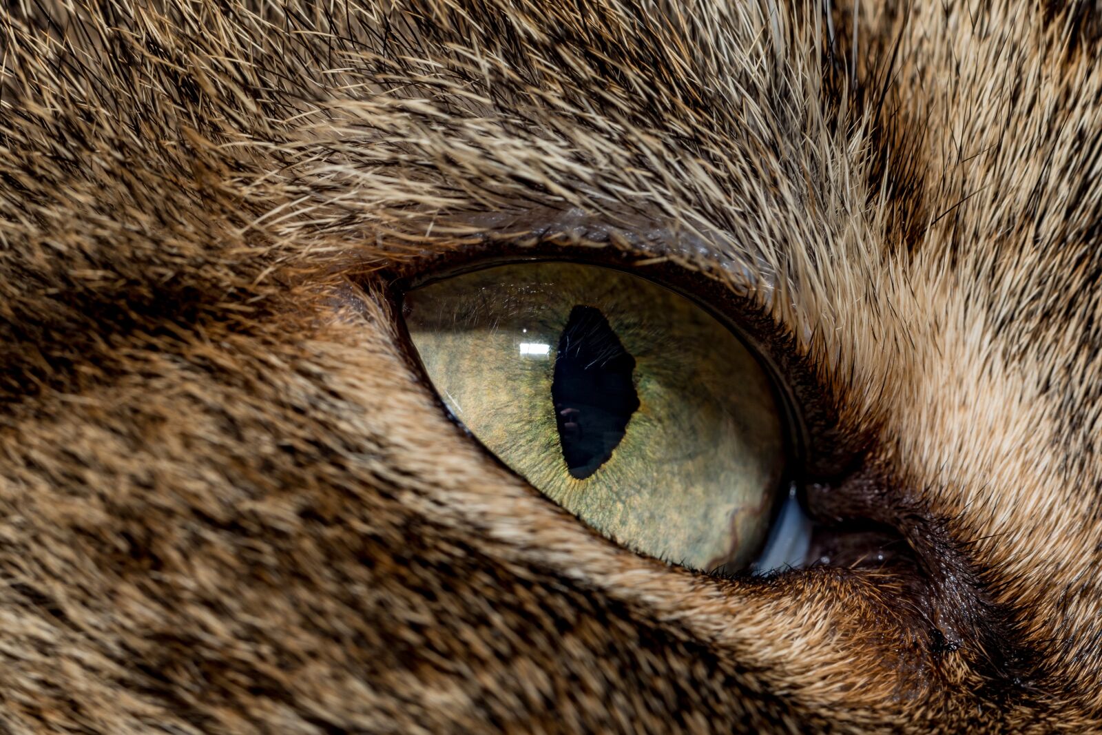 Canon EF 100mm F2.8L Macro IS USM sample photo. Cat, macro, eye photography