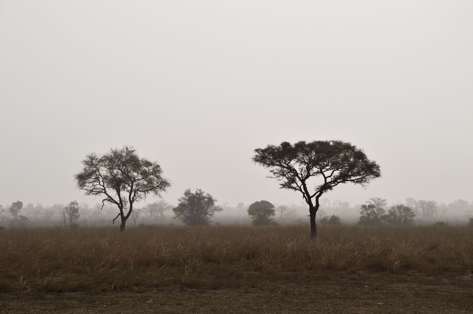 Nikon D3200 sample photo. Savannah, nature, landscape photography