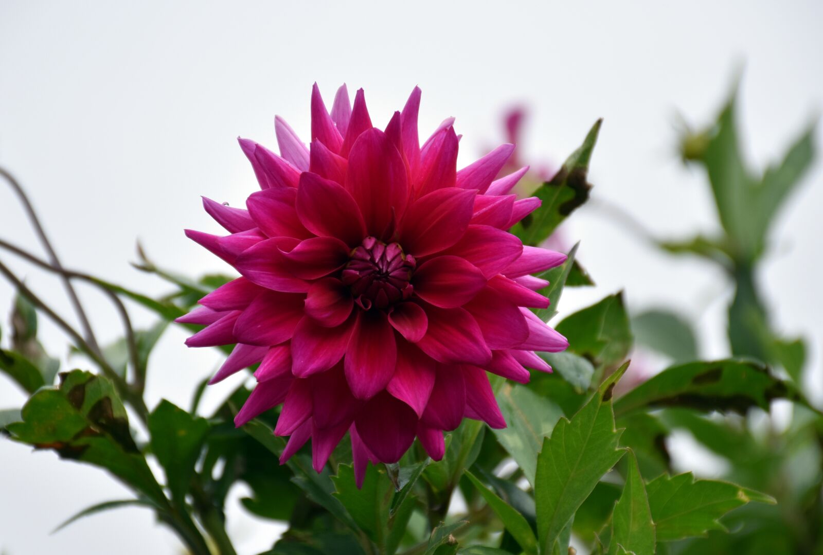 Nikon D5500 sample photo. Dalia, flower, nature photography