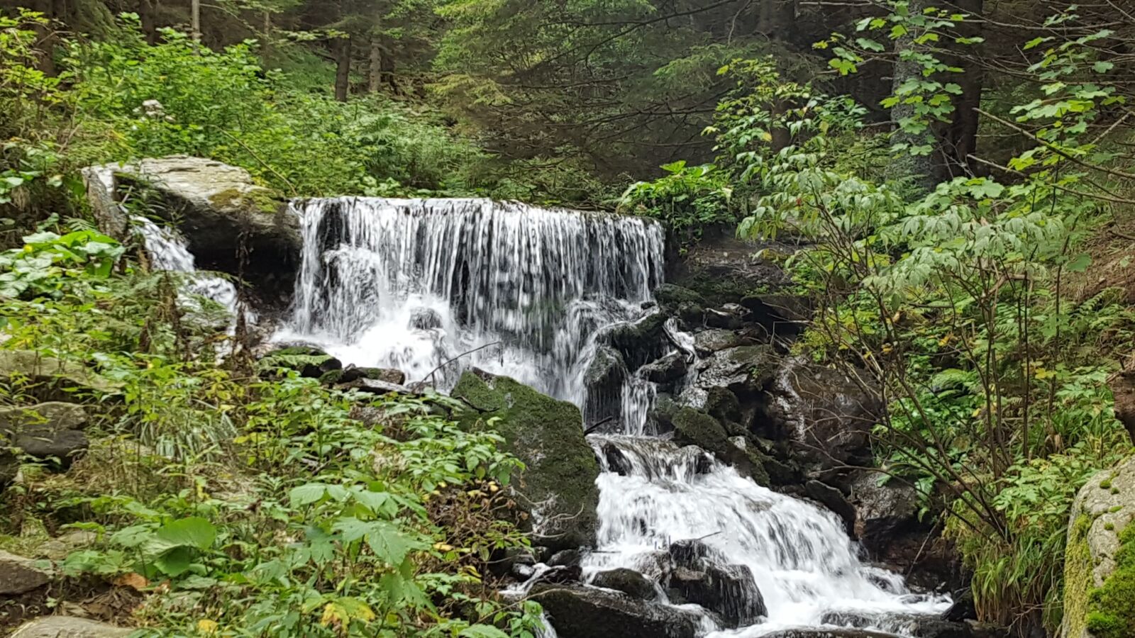 Samsung Galaxy S6 sample photo. Forest, bach, water photography