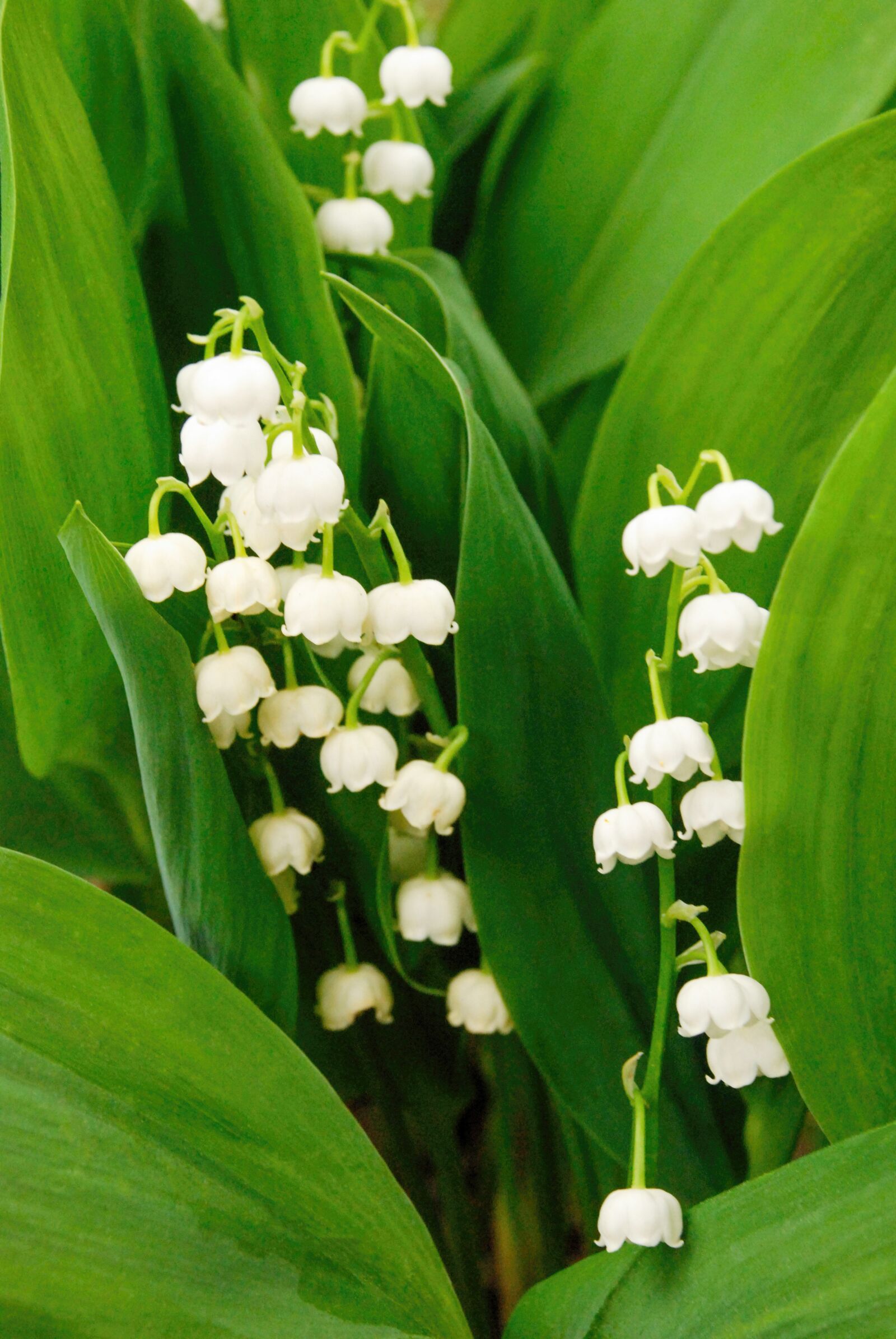 Nikon D80 sample photo. Flowers, plant, nature photography