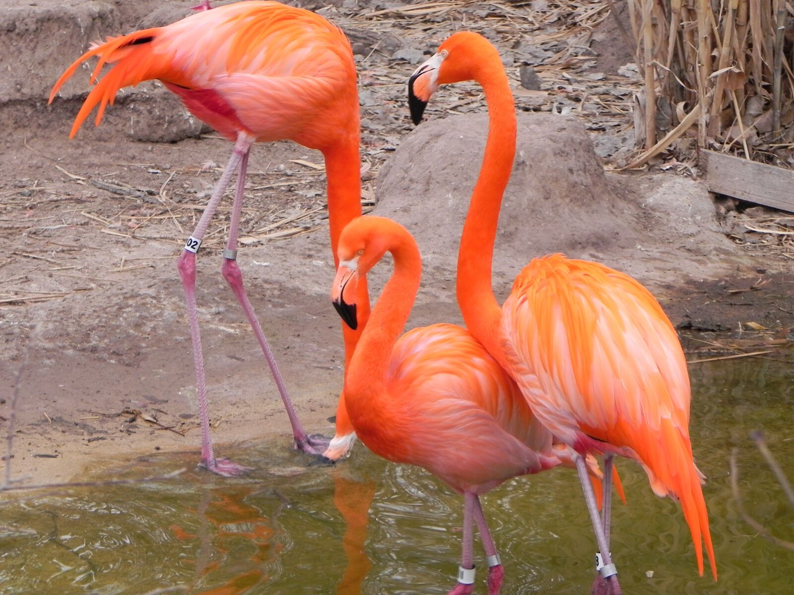 Nikon Coolpix P100 sample photo. Pink flamingo, albuquerque zoo photography