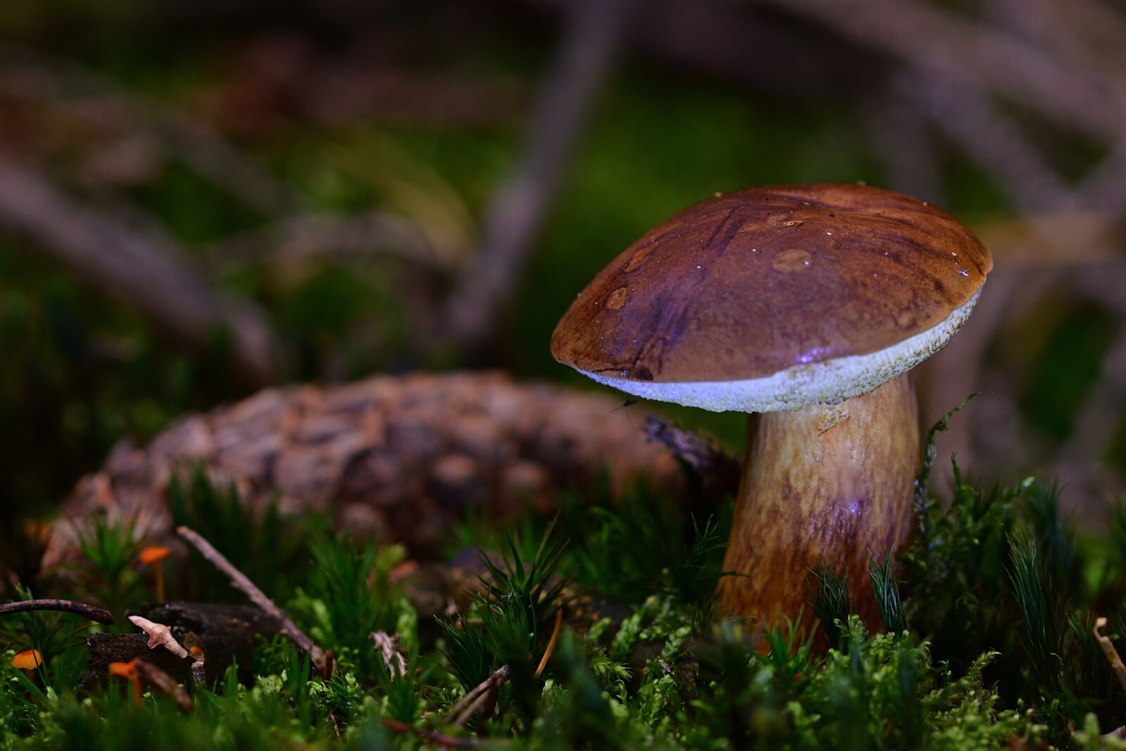 Nikon D5200 sample photo. Nature, forest, mushroom photography