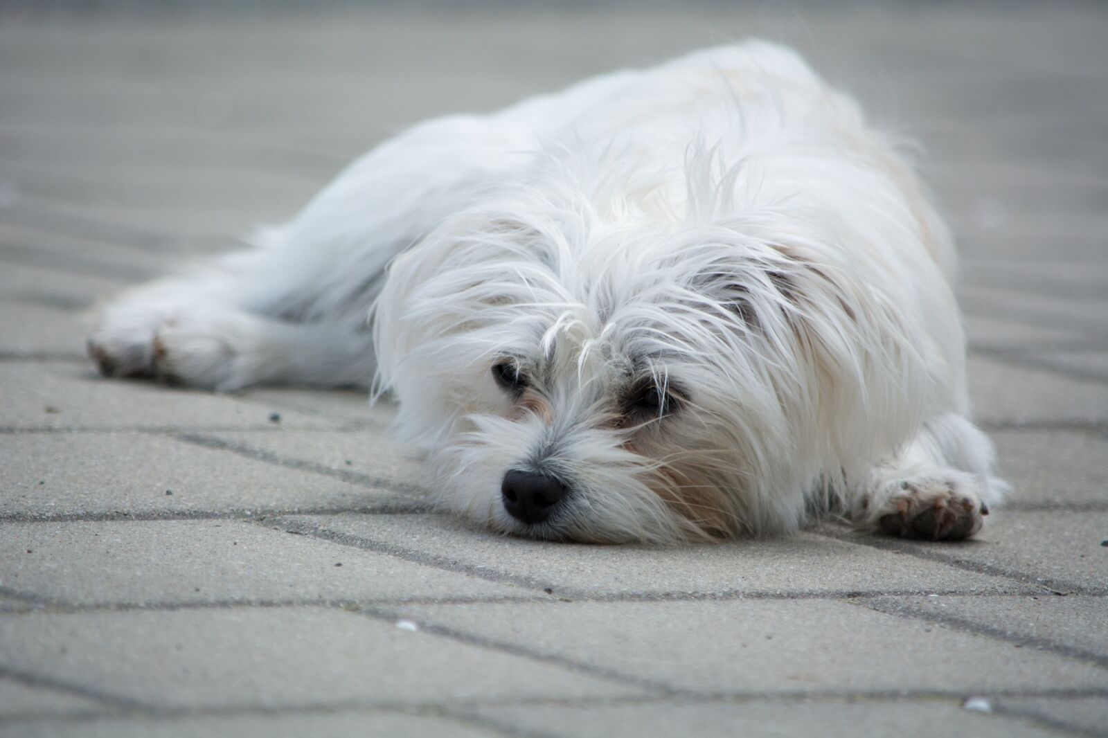 Nikon D7100 sample photo. Dog, small, white photography