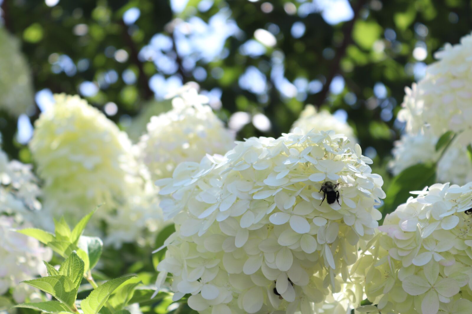 Canon EOS 200D (EOS Rebel SL2 / EOS Kiss X9) sample photo. Flowers, hydrangea, bloom photography