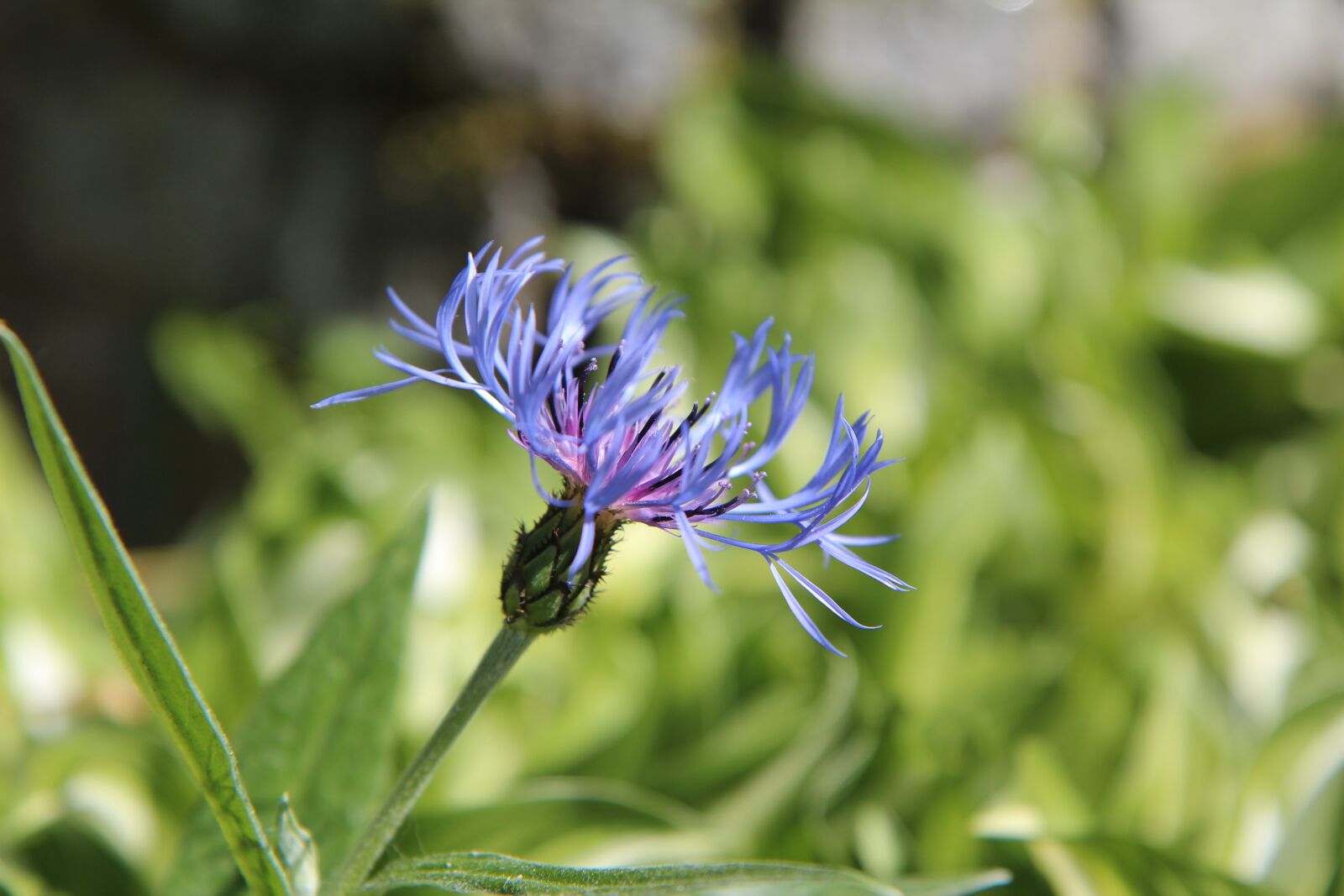 Canon EOS 600D (Rebel EOS T3i / EOS Kiss X5) sample photo. Blueberry, blue flower, wild photography