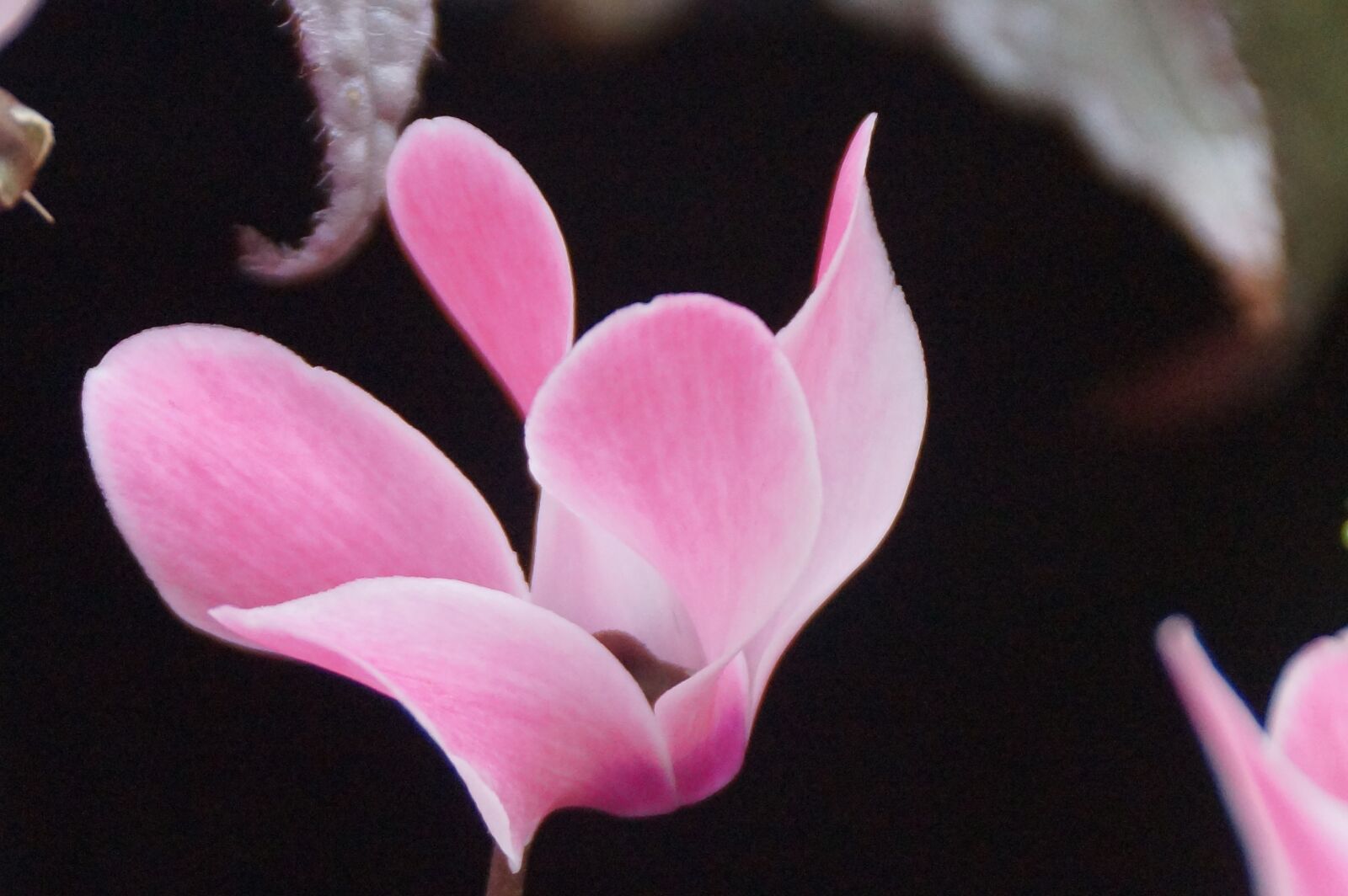 Sony SLT-A77 + Sony DT 18-250mm F3.5-6.3 sample photo. Cyclamen, pink, petals photography