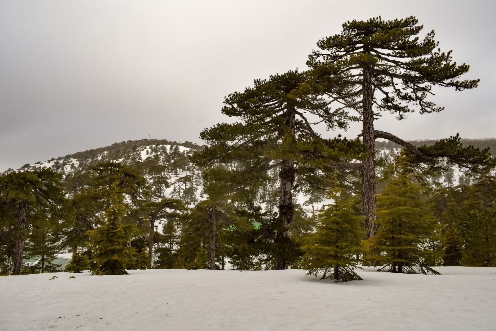 Nikon D3300 sample photo. Trees, mountain, snow photography