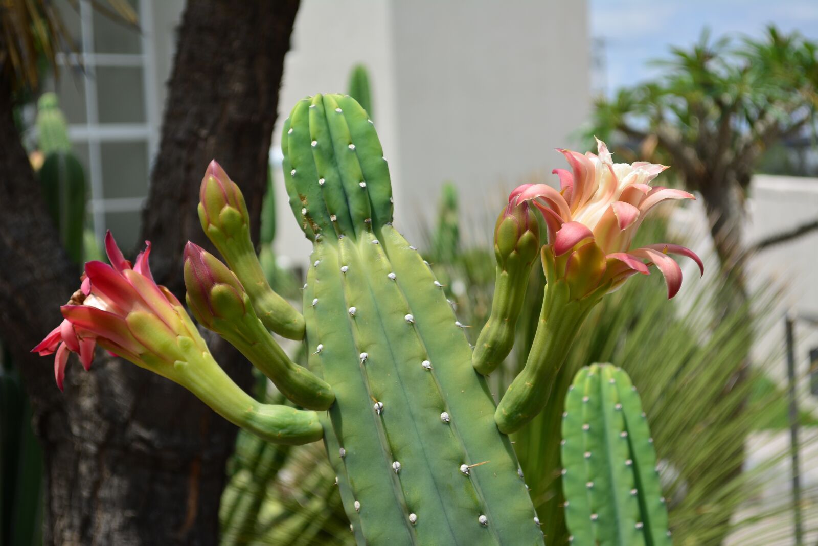 Nikon D5200 sample photo. Plantas, flores, desierto photography