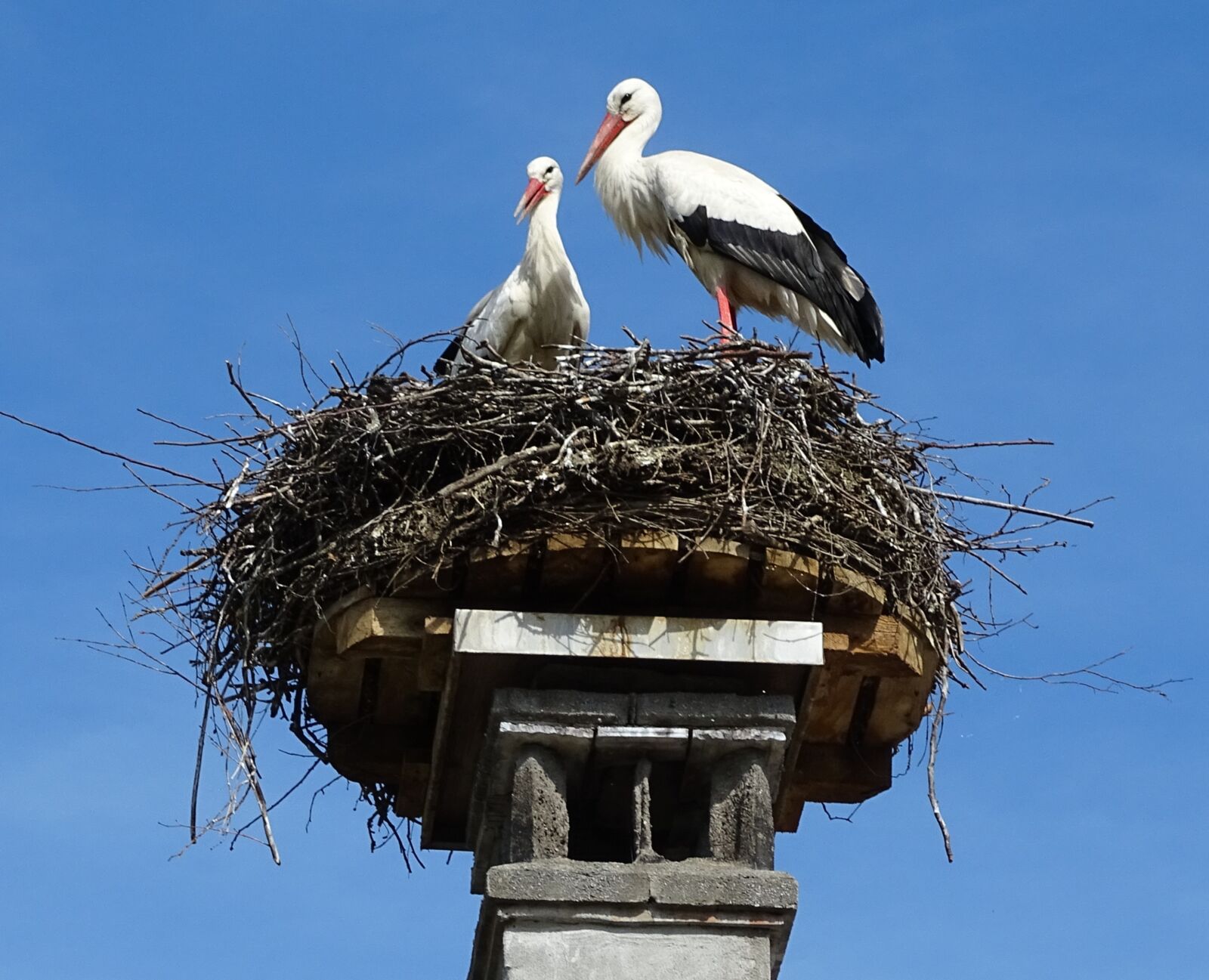 Sony Cyber-shot DSC-HX400V sample photo. Stork, nest, bird photography