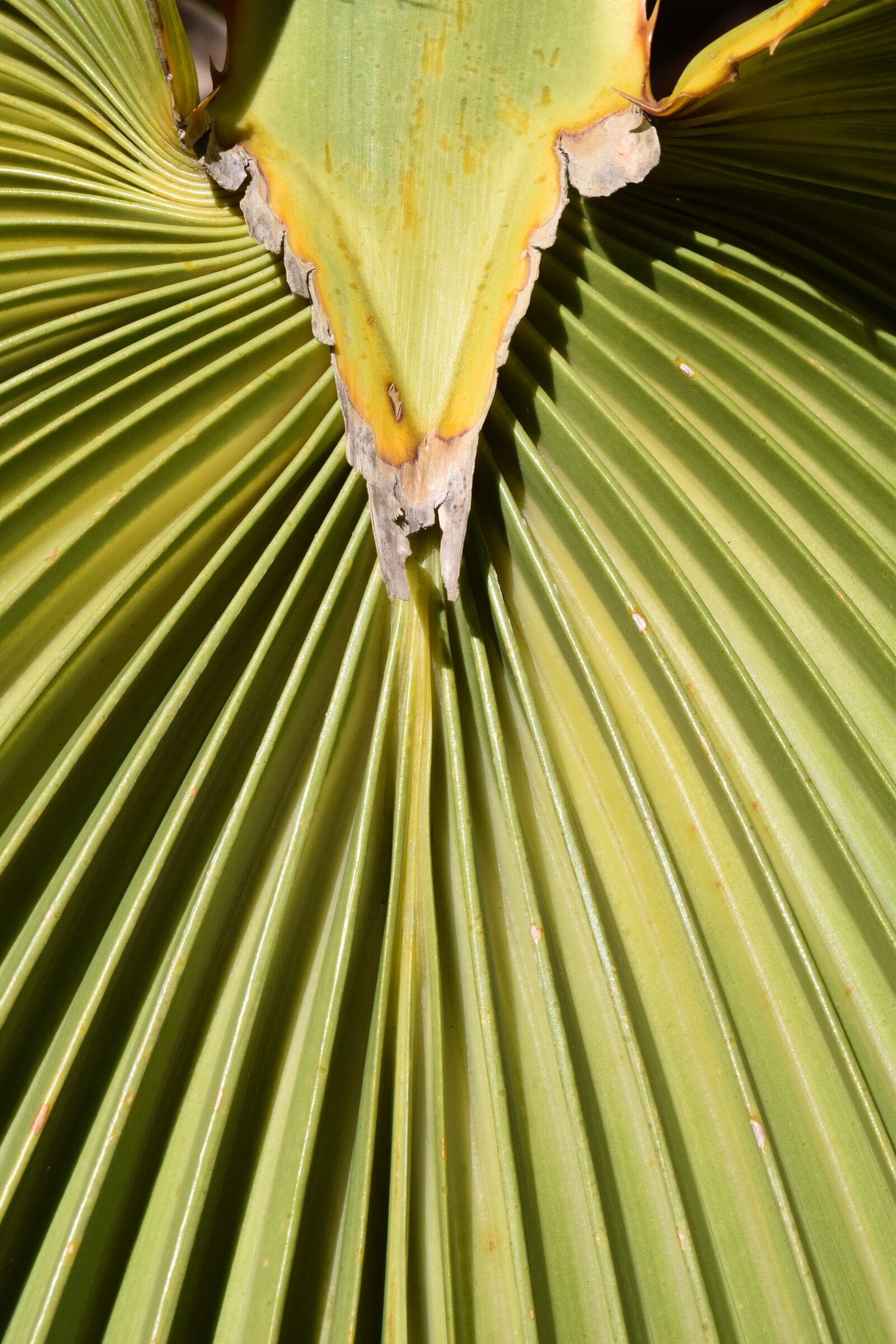 Nikon D3300 sample photo. Palm leaf, subjects, fan photography