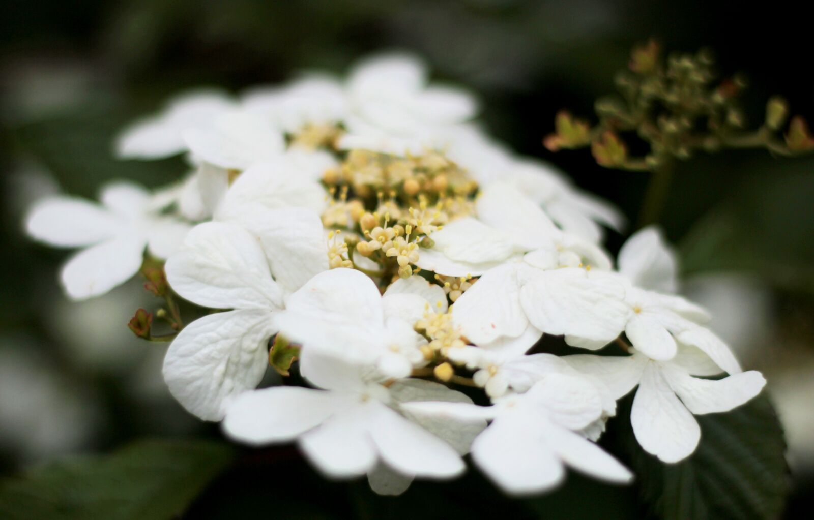 Canon EOS 600D (Rebel EOS T3i / EOS Kiss X5) + Canon EF 50mm F1.8 STM sample photo. Viburnum watanabe, white, randbloemen photography