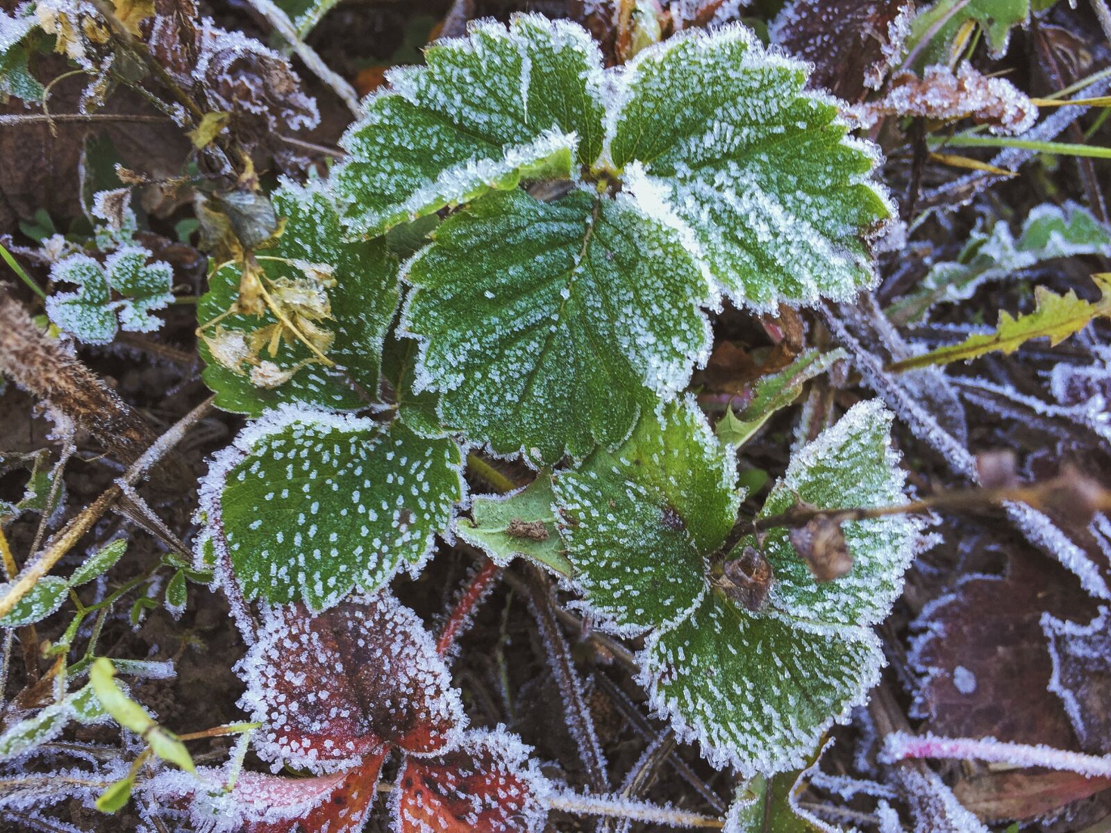 Apple iPhone 6 sample photo. Leaves, strawberry, of freezing photography