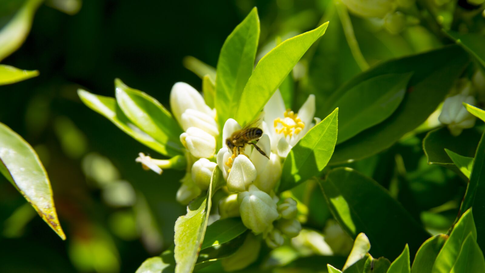 Canon EOS 6D + Canon EF 28-135mm F3.5-5.6 IS USM sample photo. Bee, orange blossom, work photography