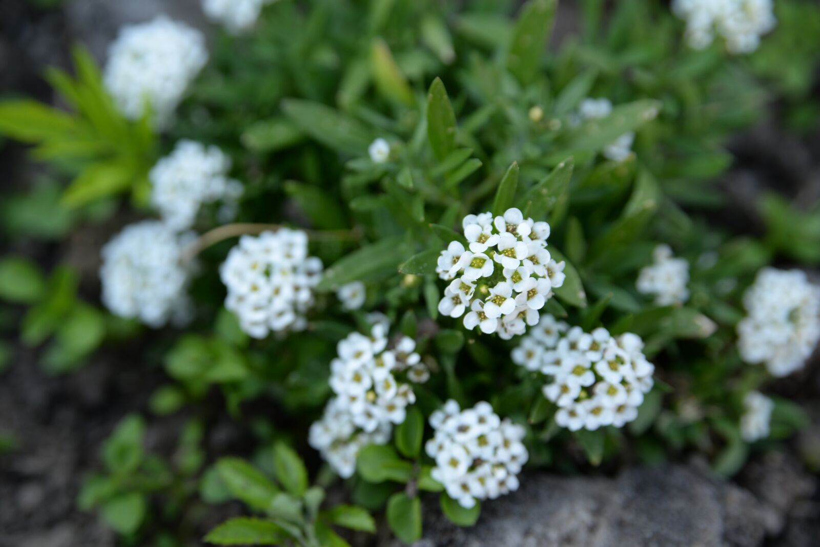 Nikon D610 sample photo. Flowers, flower, nature photography
