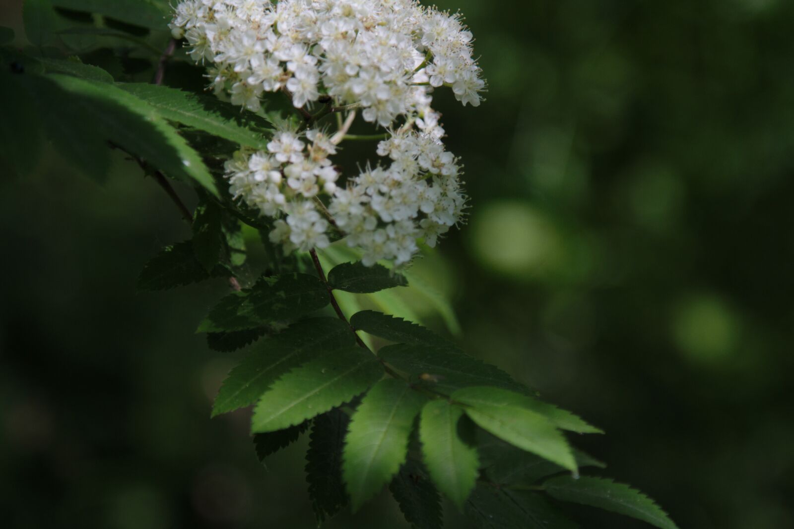 Canon EOS 7D sample photo. Nature, summer, bloom photography