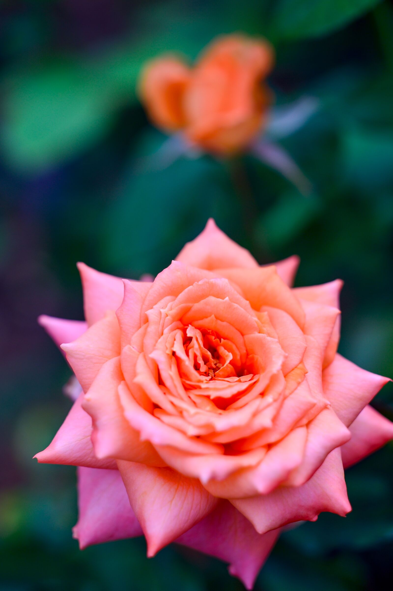 Nikon Df sample photo. Natural, landscape, plant photography