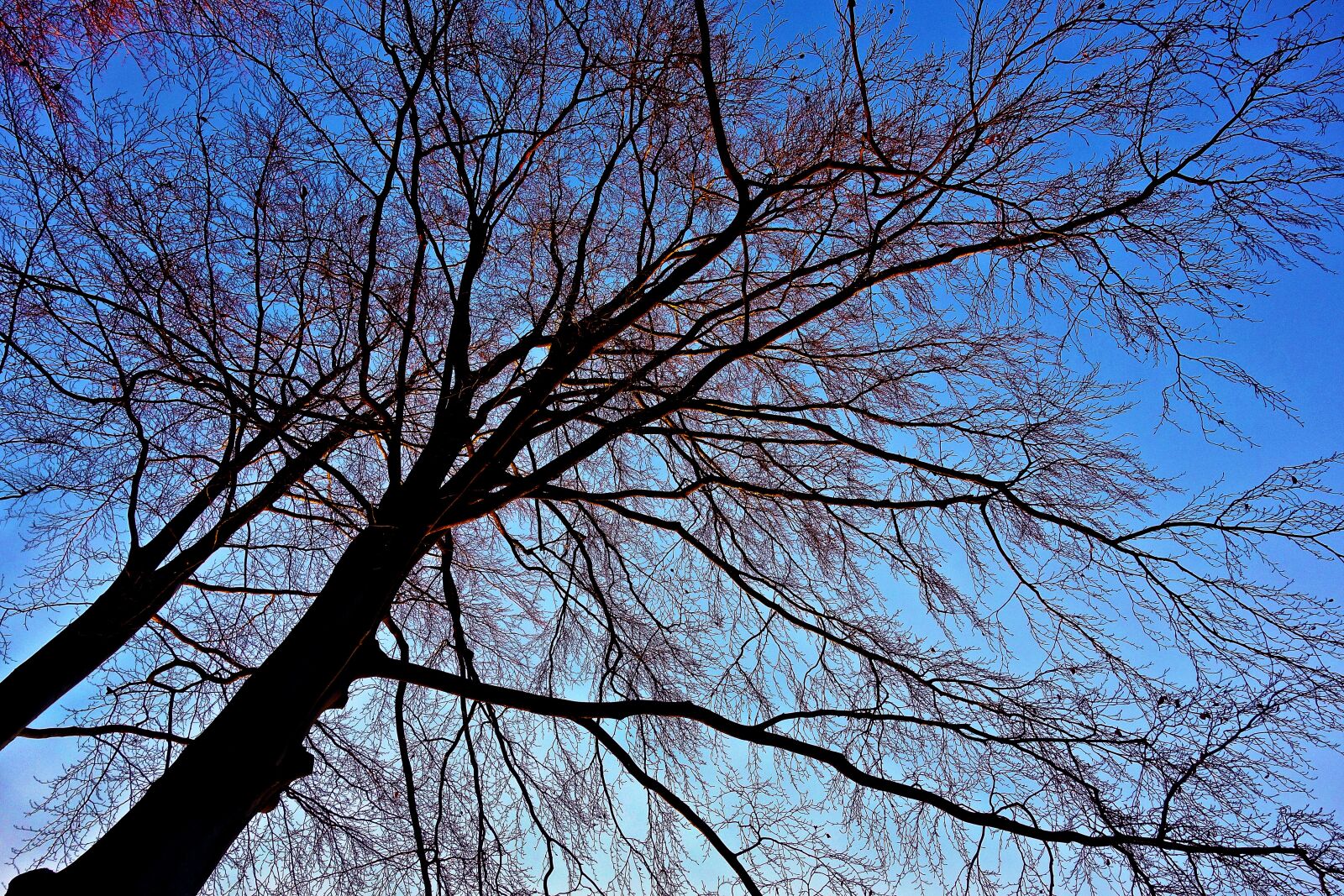 Sony Cyber-shot DSC-RX100 sample photo. Tree, tree top, winter photography