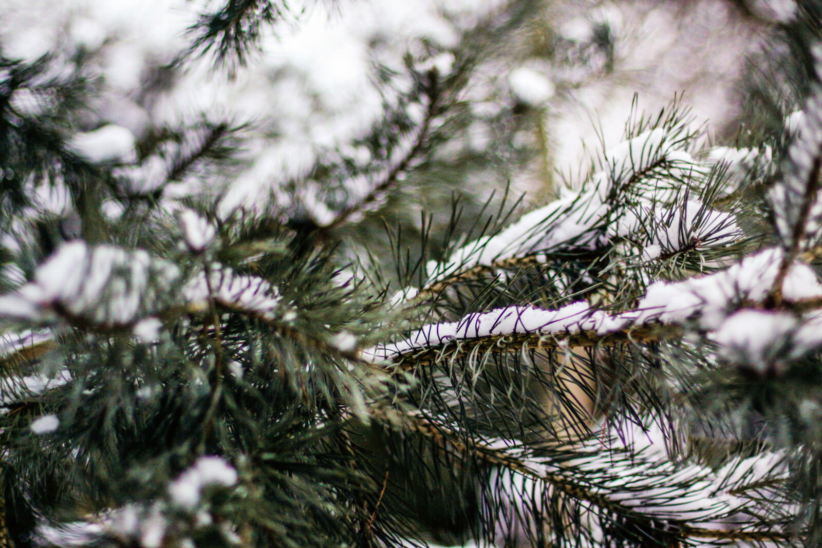 Canon EOS 50D + Canon EF 50mm F1.4 USM sample photo. Branch, conifer, green, snow photography