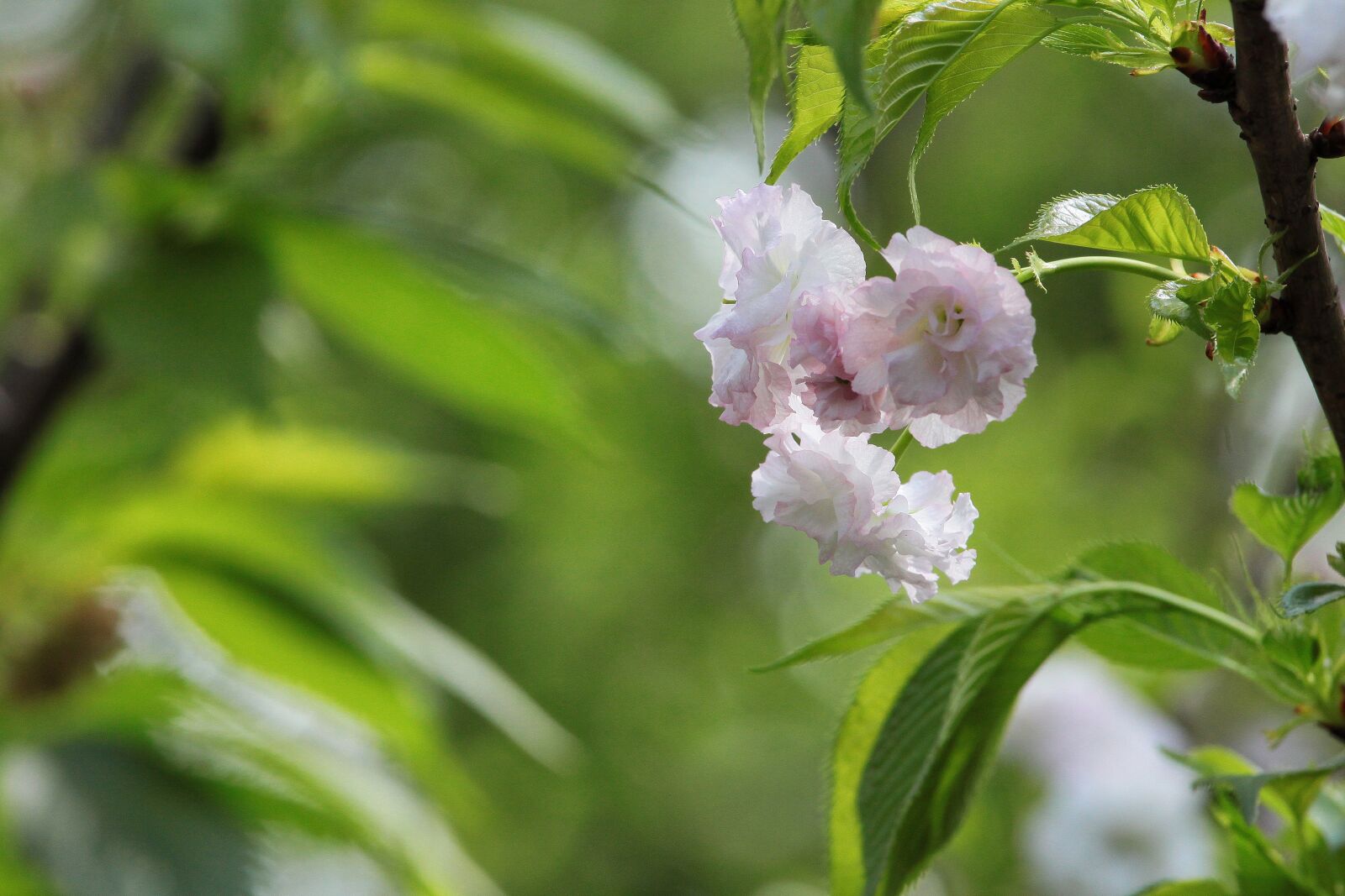 Canon EOS 500D (EOS Rebel T1i / EOS Kiss X3) sample photo. Plant, cherry blossoms, chrysanthemum photography