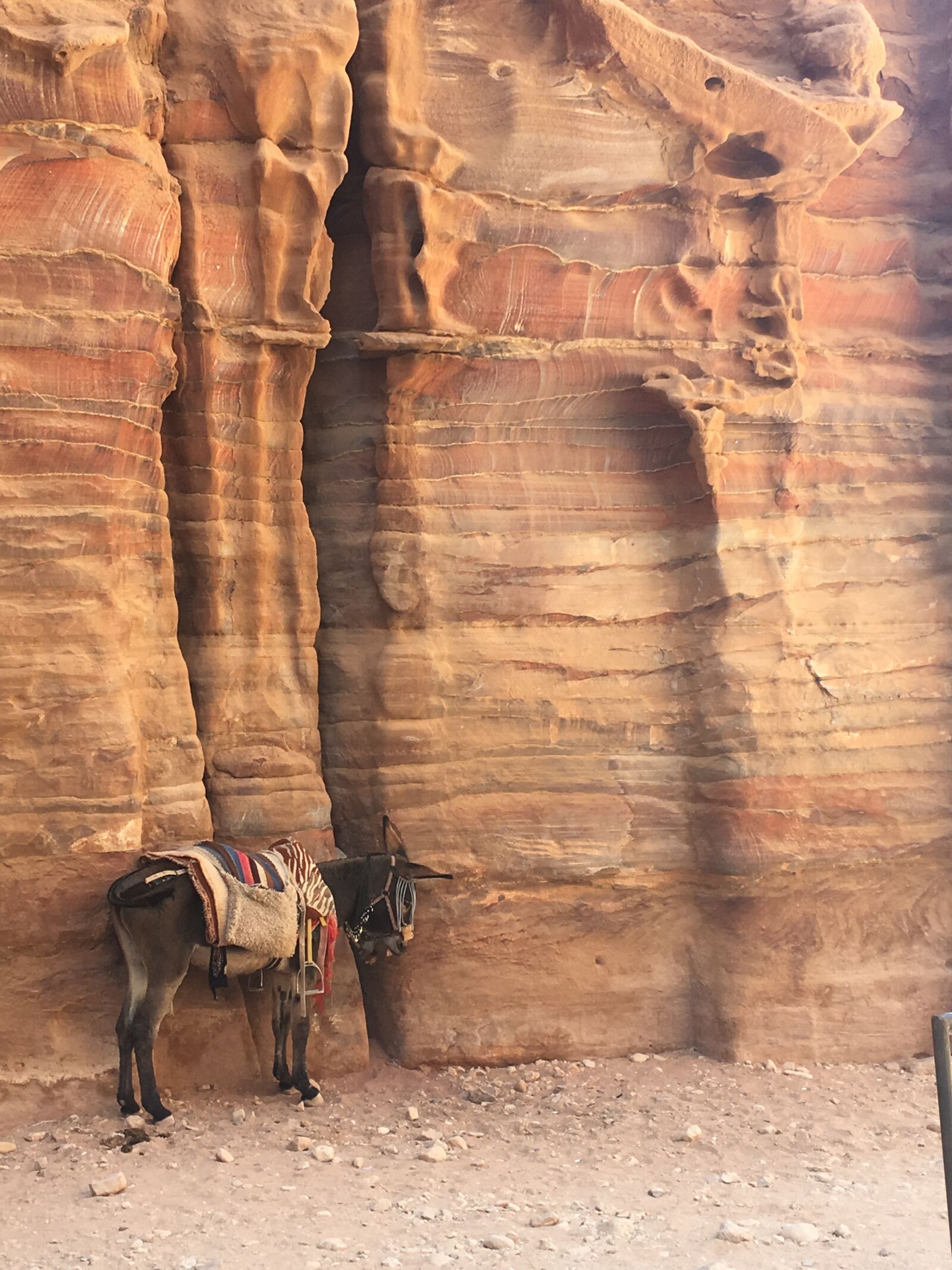 iPhone 6s Plus back camera 4.15mm f/2.2 sample photo. Donkey, mule, rock photography