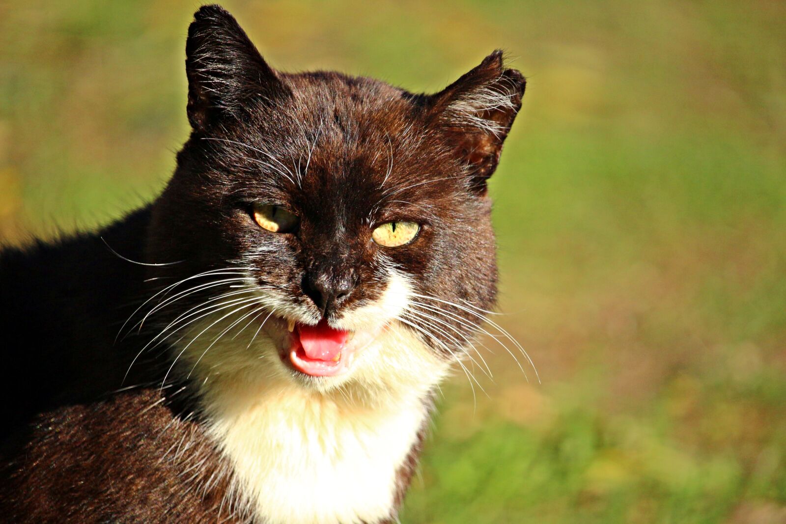 Canon EOS 100D (EOS Rebel SL1 / EOS Kiss X7) sample photo. Cat, strays, pet photography