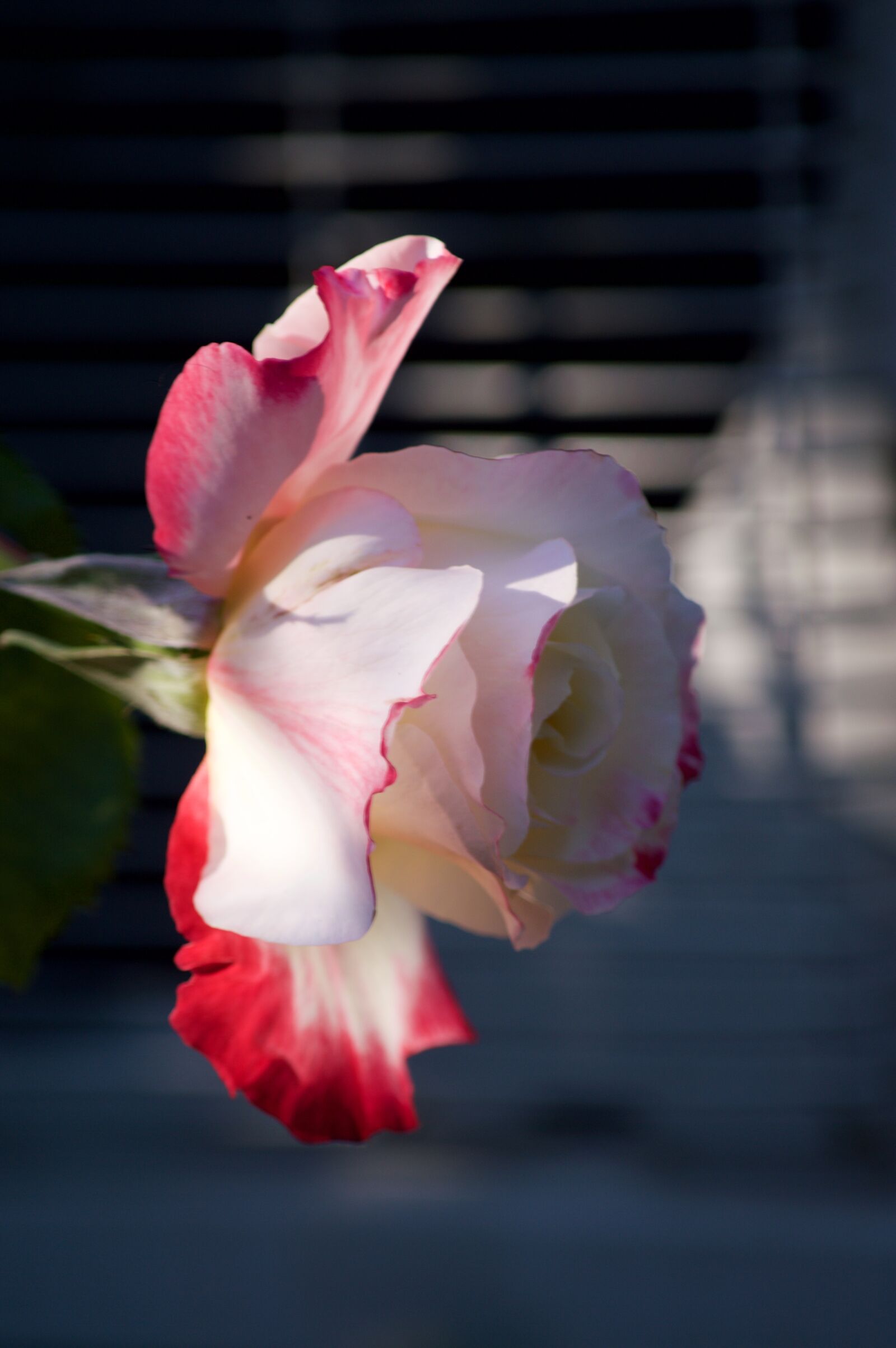 Nikon D3200 sample photo. Pink, flower, red and photography