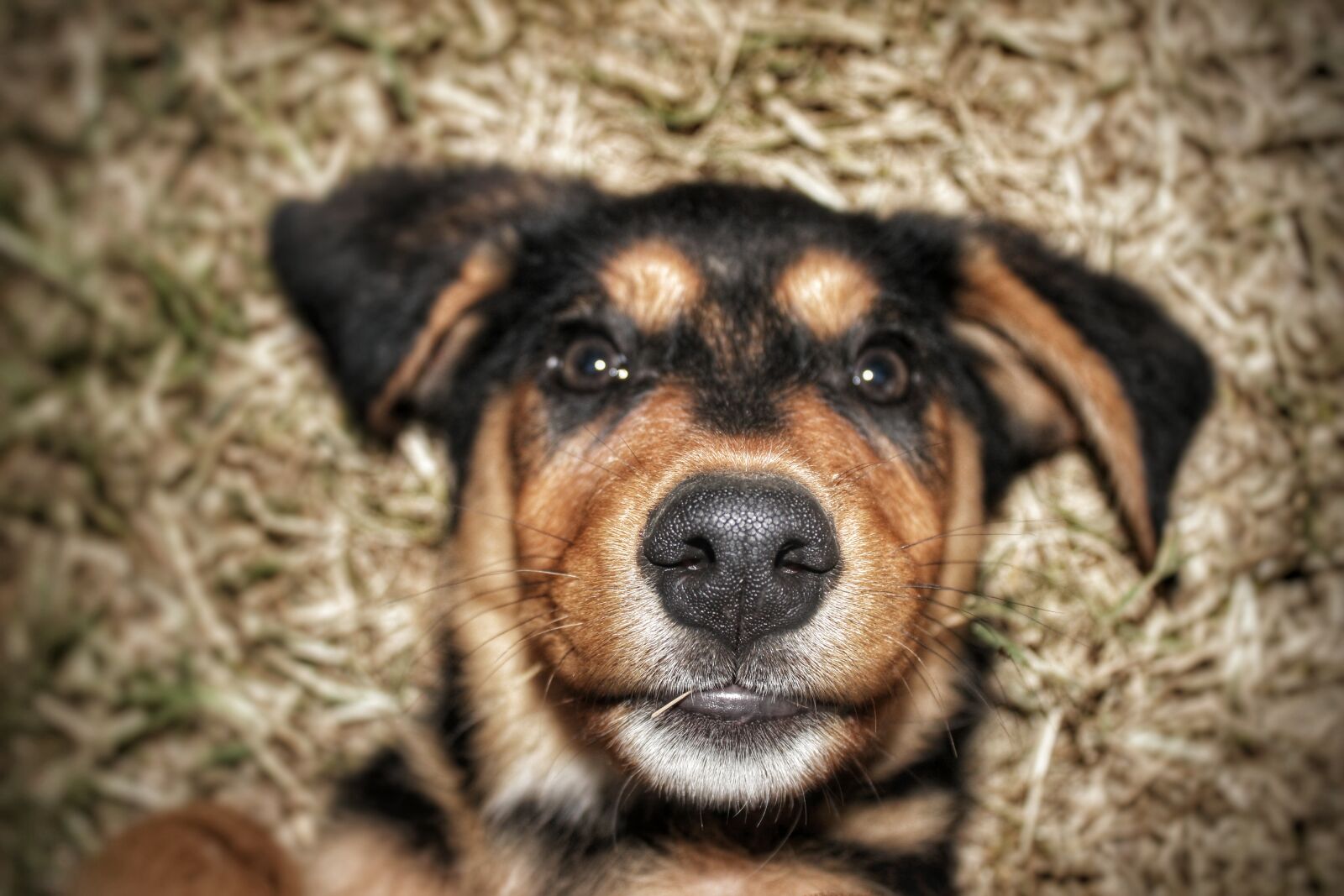 Canon EOS 600D (Rebel EOS T3i / EOS Kiss X5) sample photo. Dog, eyes photography