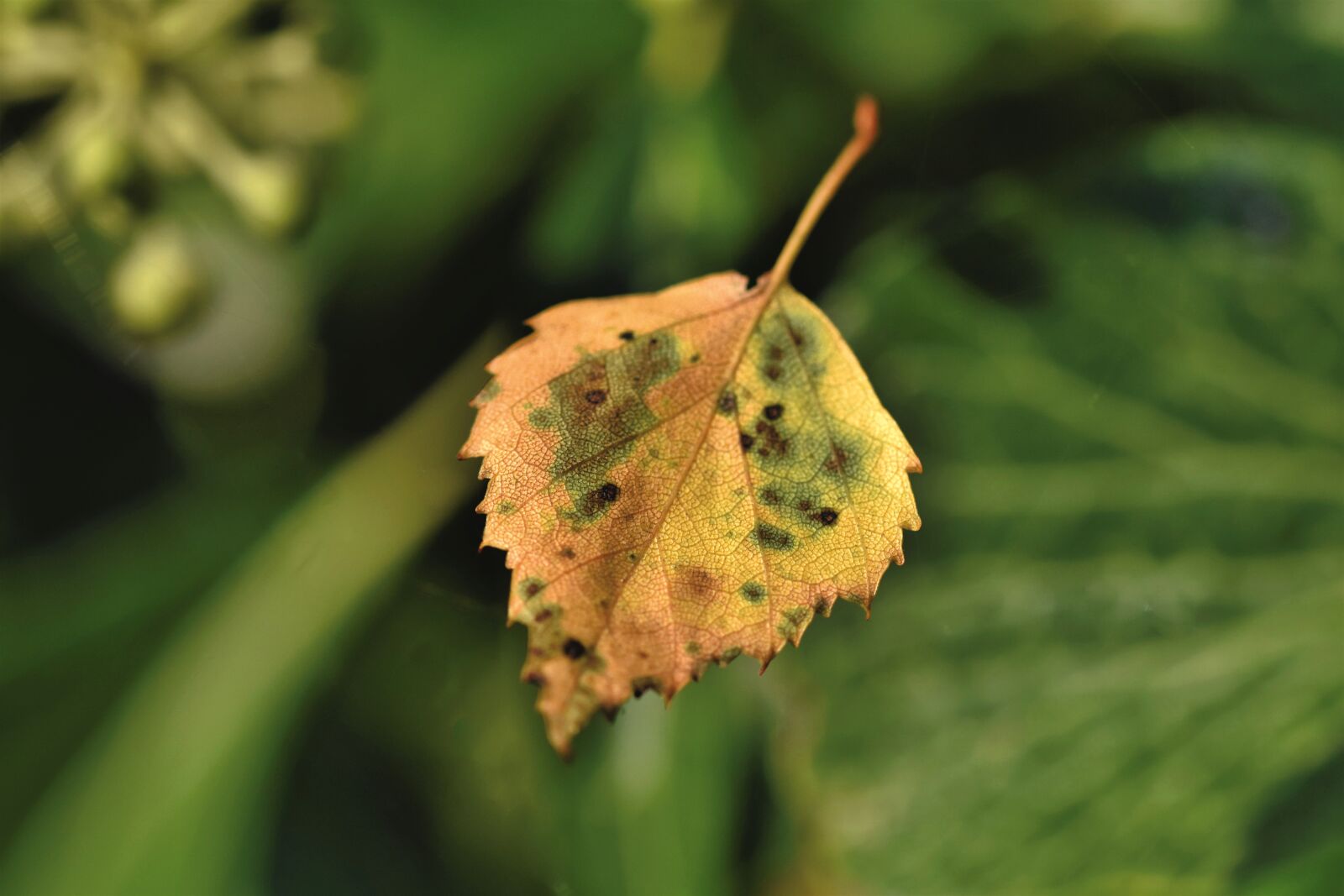 Nikon D7200 sample photo. Leaf, birch leaf, fall photography