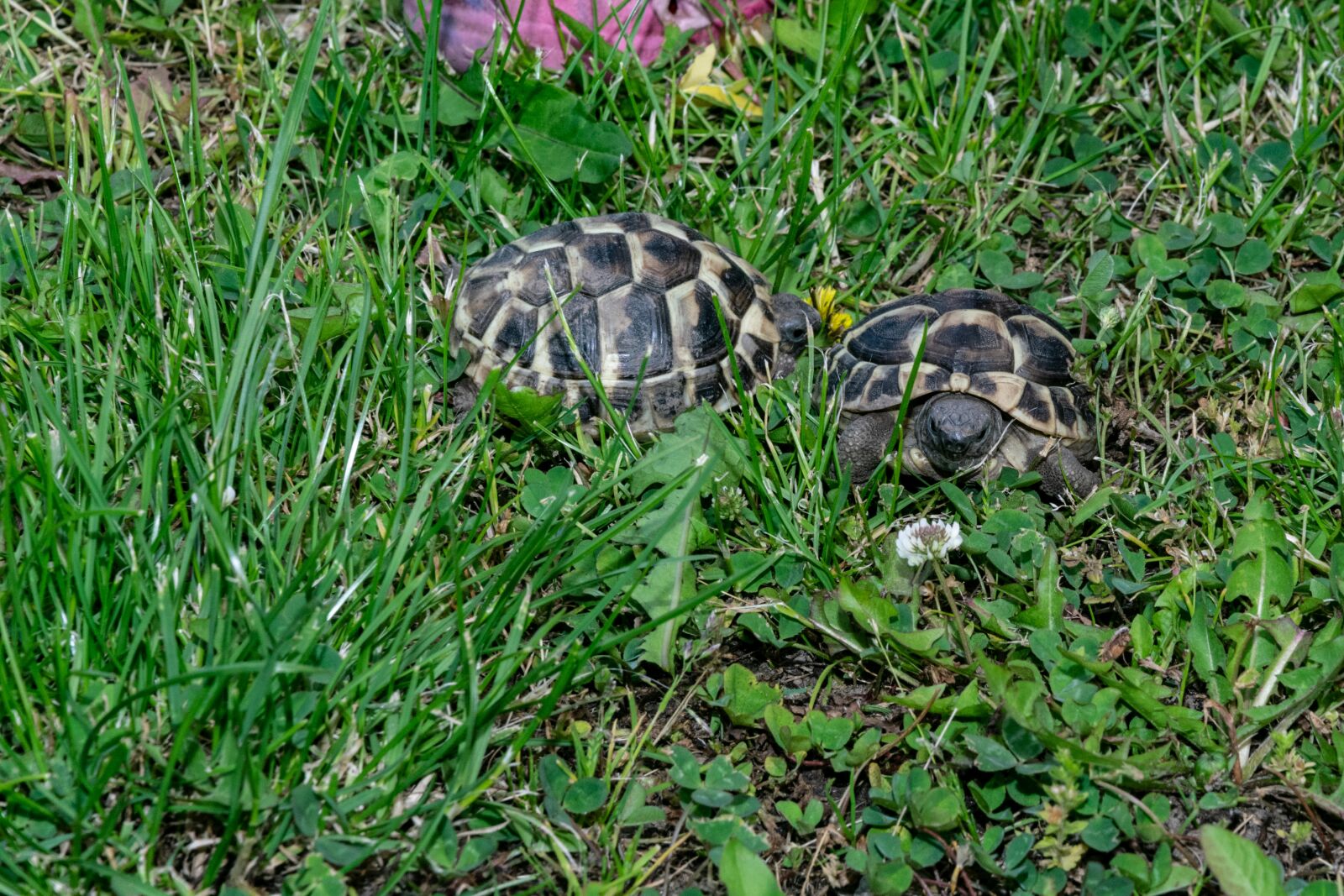 Nikon D3300 sample photo. Animals, armored, turtle photography