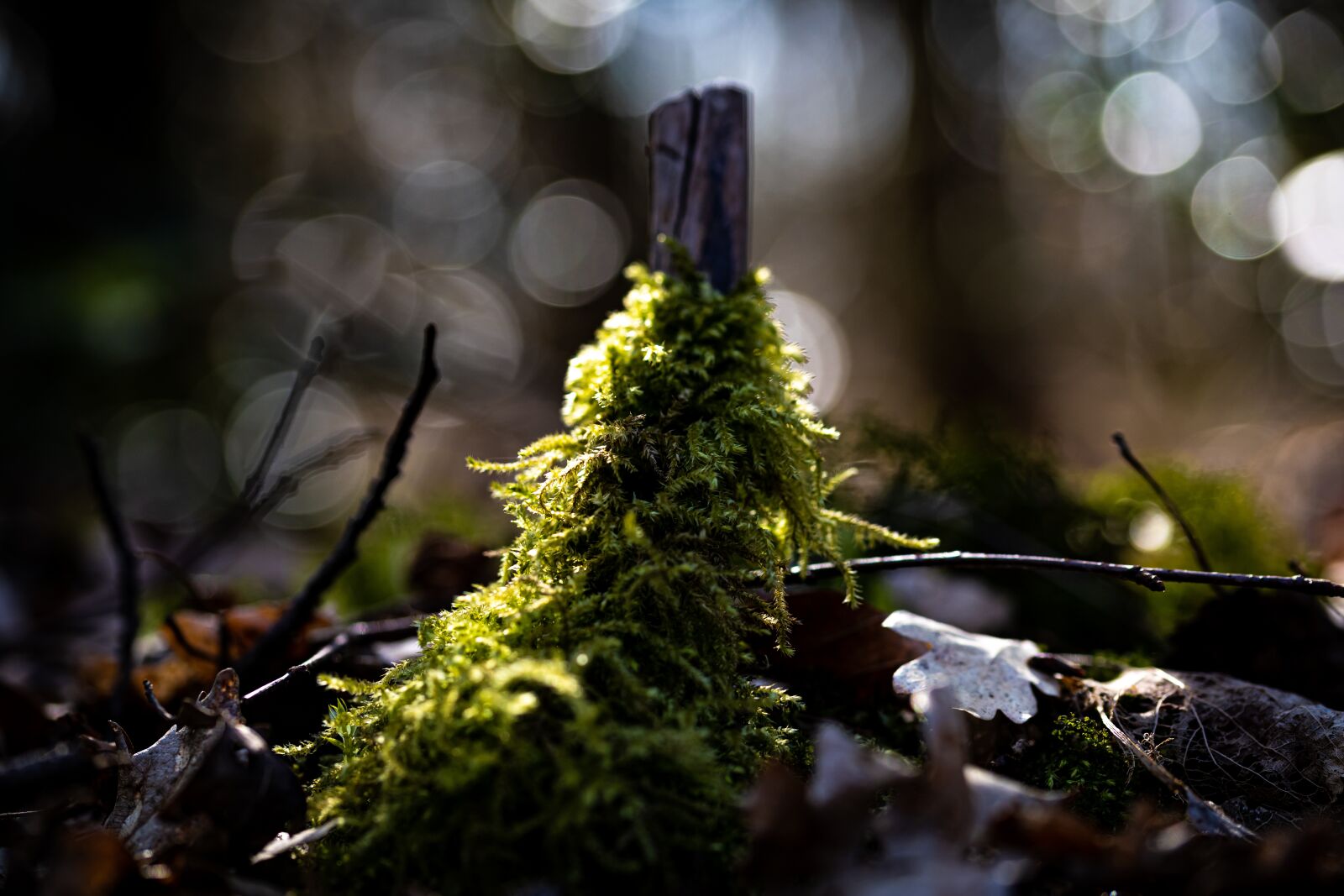 Canon EOS RP sample photo. Moss, forest, fresh photography