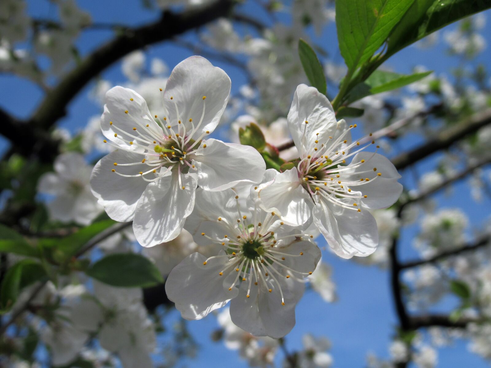 Canon PowerShot SX620 HS sample photo. Spring, sour cherry photography