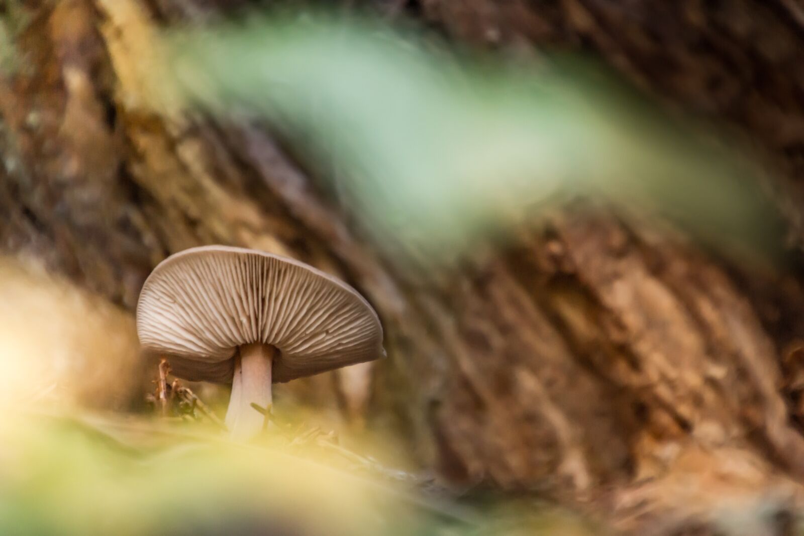 Tamron 16-300mm F3.5-6.3 Di II VC PZD Macro sample photo. Fungus, forest, nature photography