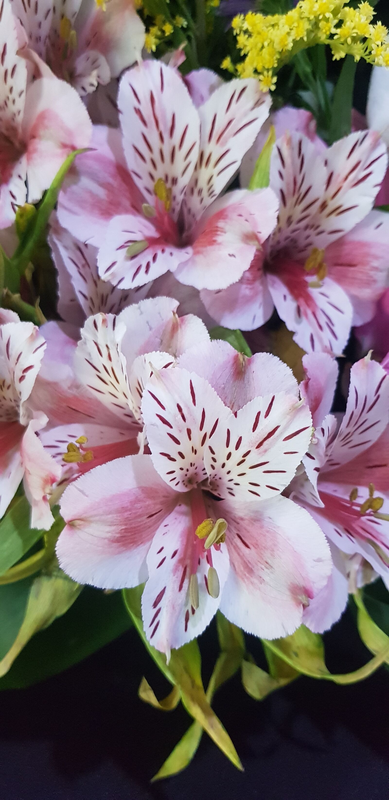 Samsung Galaxy S8+ sample photo. Astromelia, flores, detalle photography