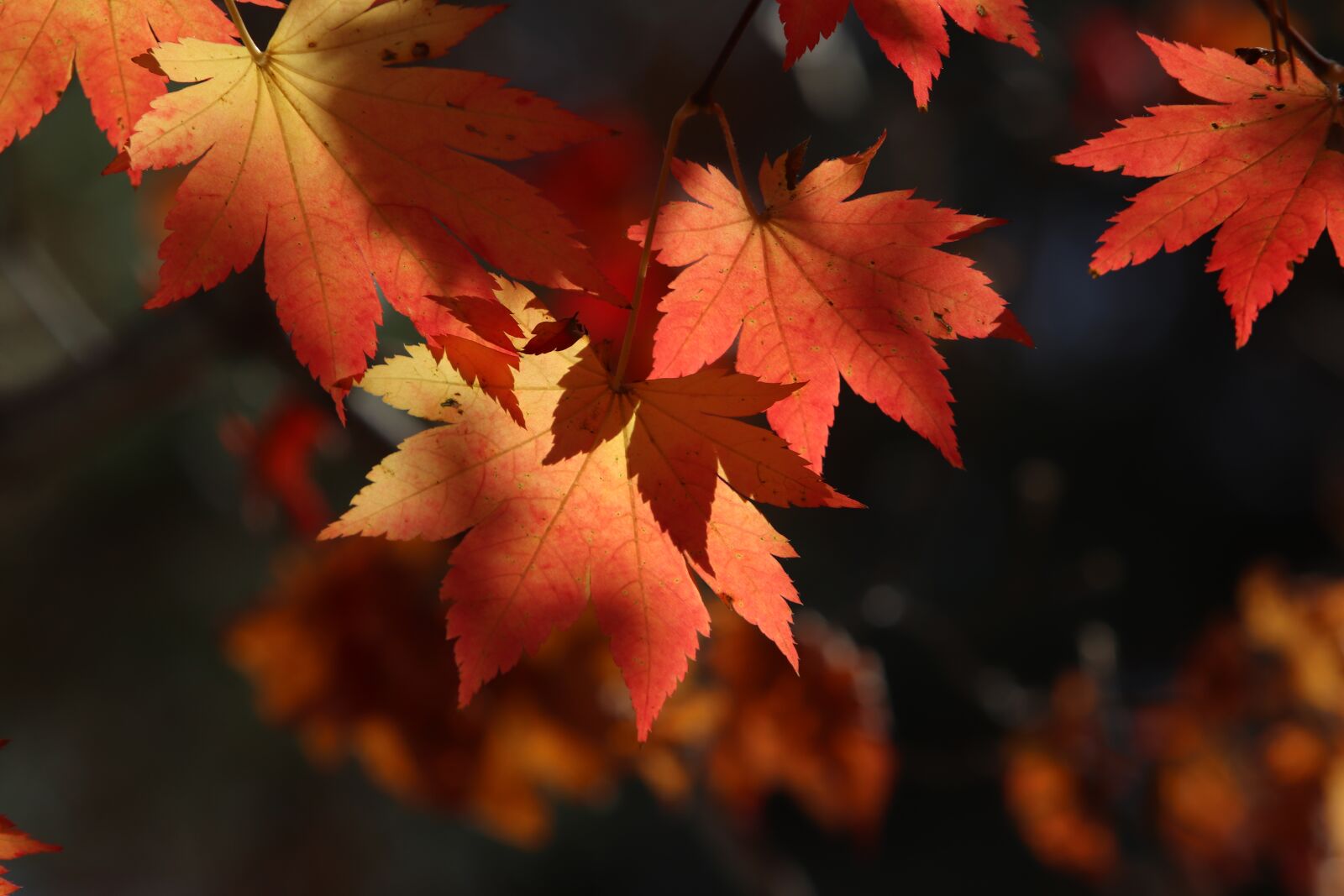 Canon EF 70-200mm F2.8L USM sample photo. Autumn leaves, maple, the photography