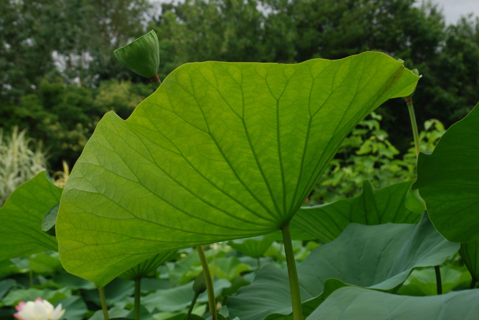 Nikon D80 sample photo. Leaf, lotus, water garden photography