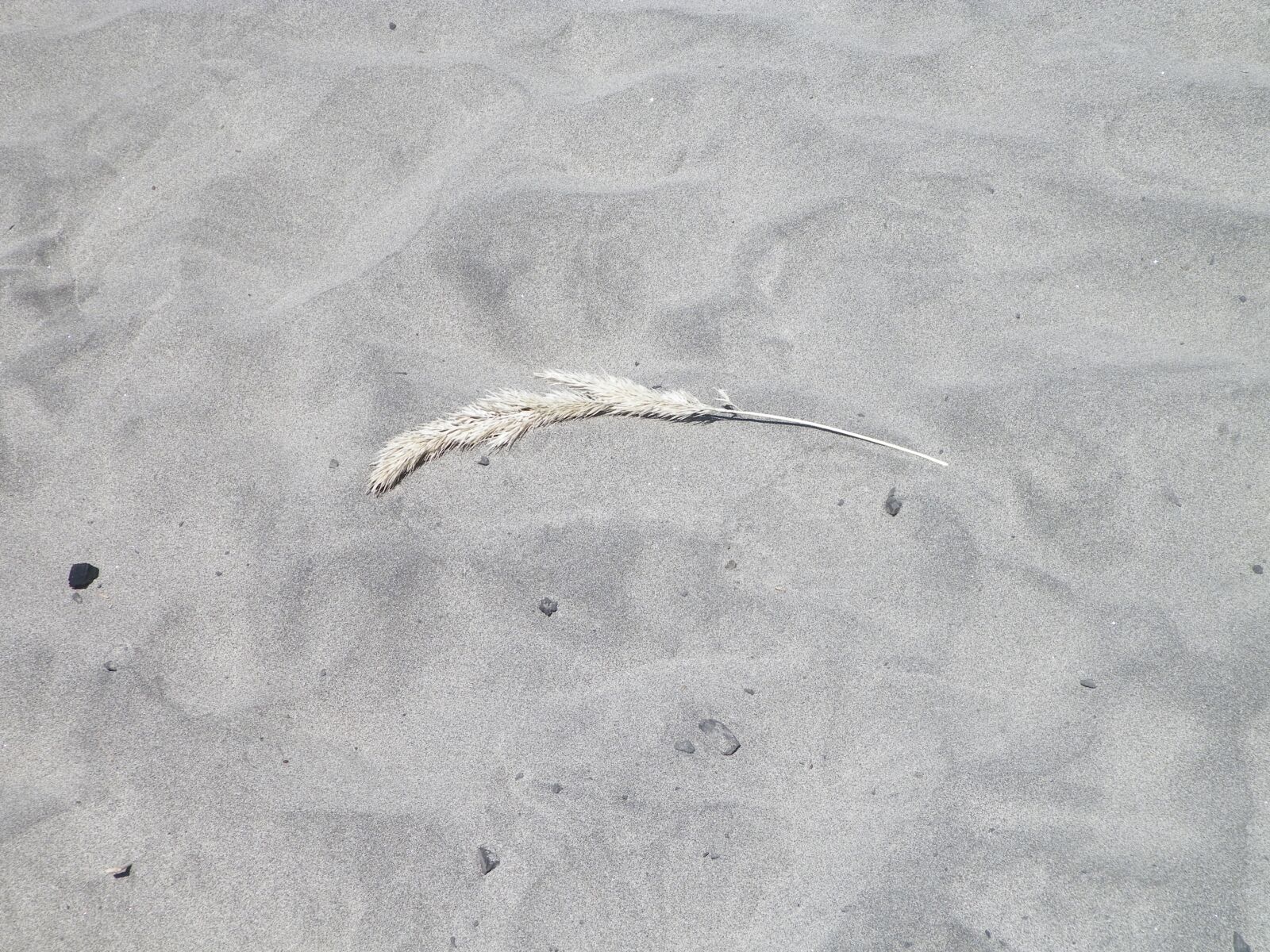 Kodak EASYSHARE Z5010 DIGITAL CAMERA sample photo. Alone, lost, sand photography