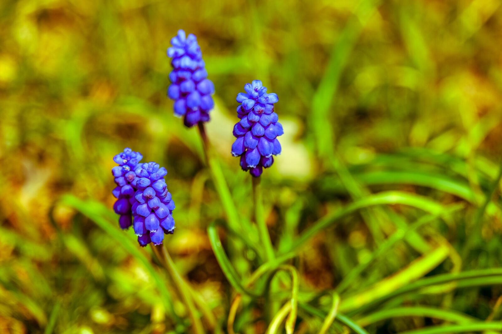 Fujifilm X-T3 sample photo. Hyacinth, pointed flower, violet photography