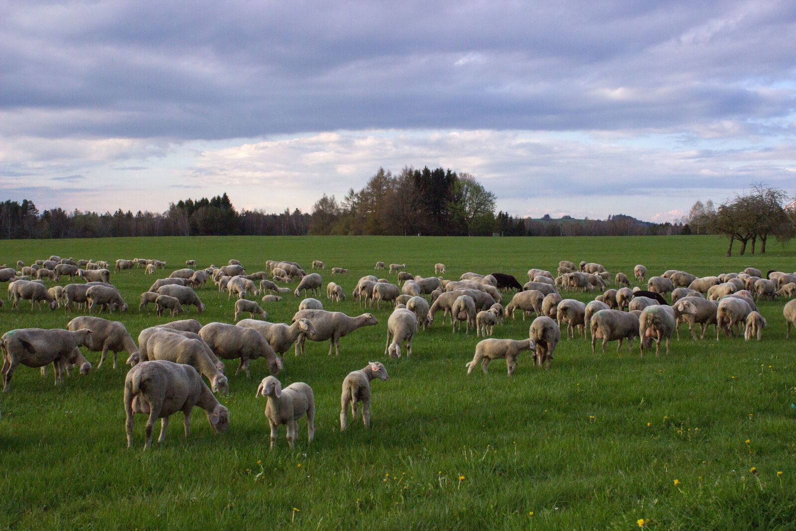 Canon EOS 600D (Rebel EOS T3i / EOS Kiss X5) sample photo. Sheep, meadow, landscape photography