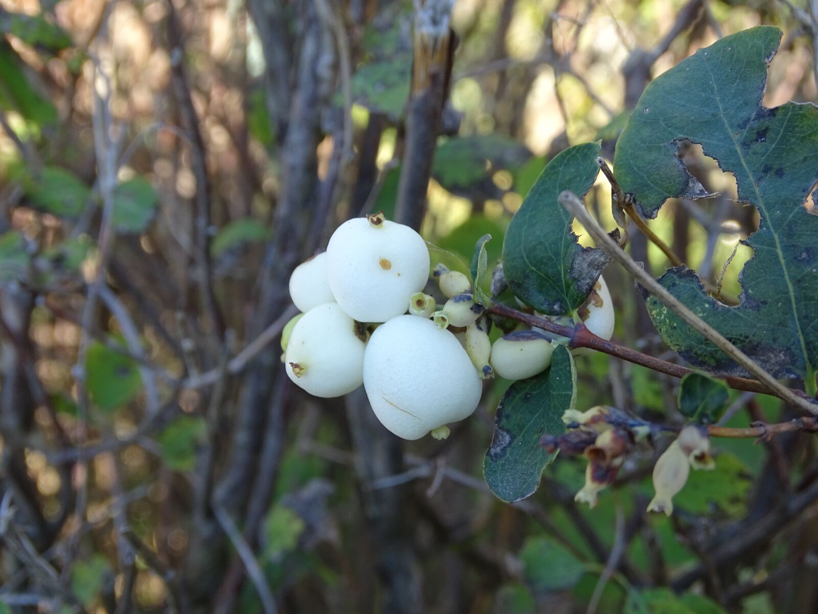 Sony Cyber-shot DSC-HX400V sample photo. Berry, fetus, nature photography
