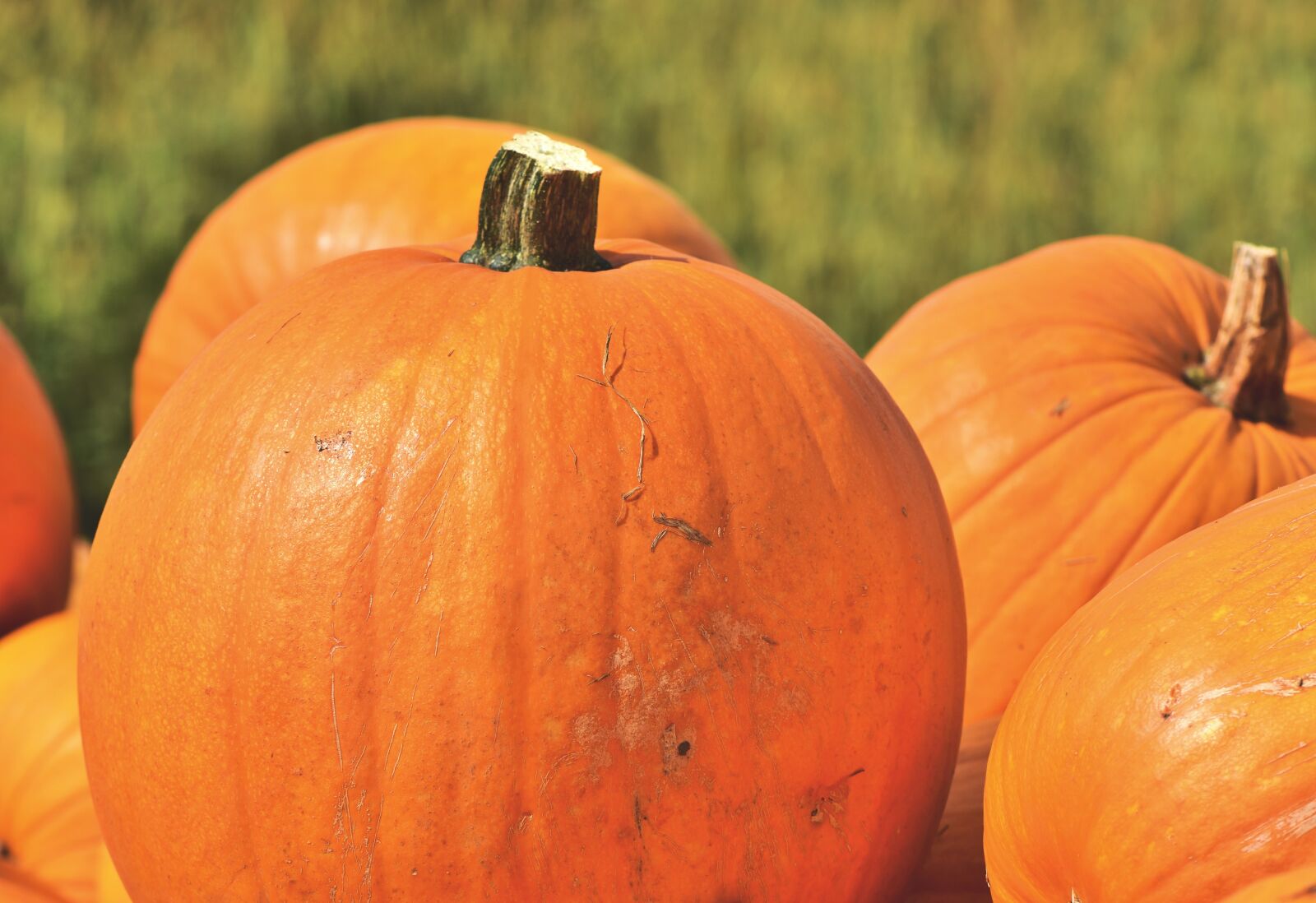 Nikon D7200 sample photo. Pumpkin, fruit, autumn photography