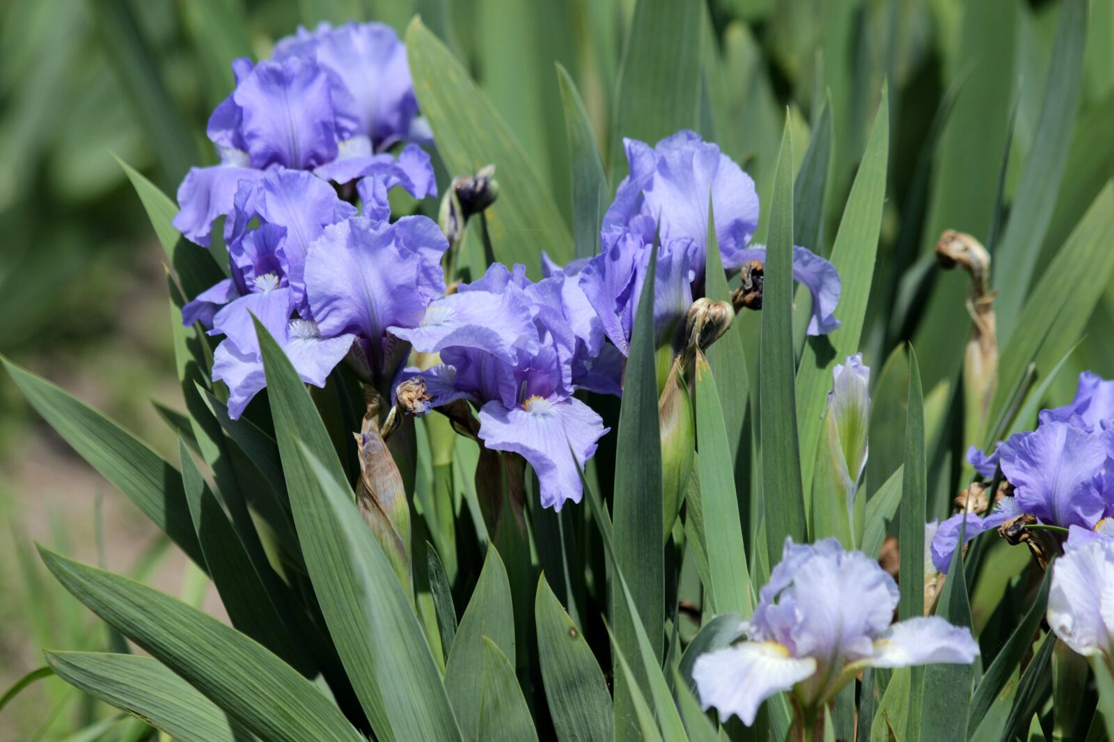 Canon EOS 650D (EOS Rebel T4i / EOS Kiss X6i) sample photo. Irises, flowers, spring flowers photography