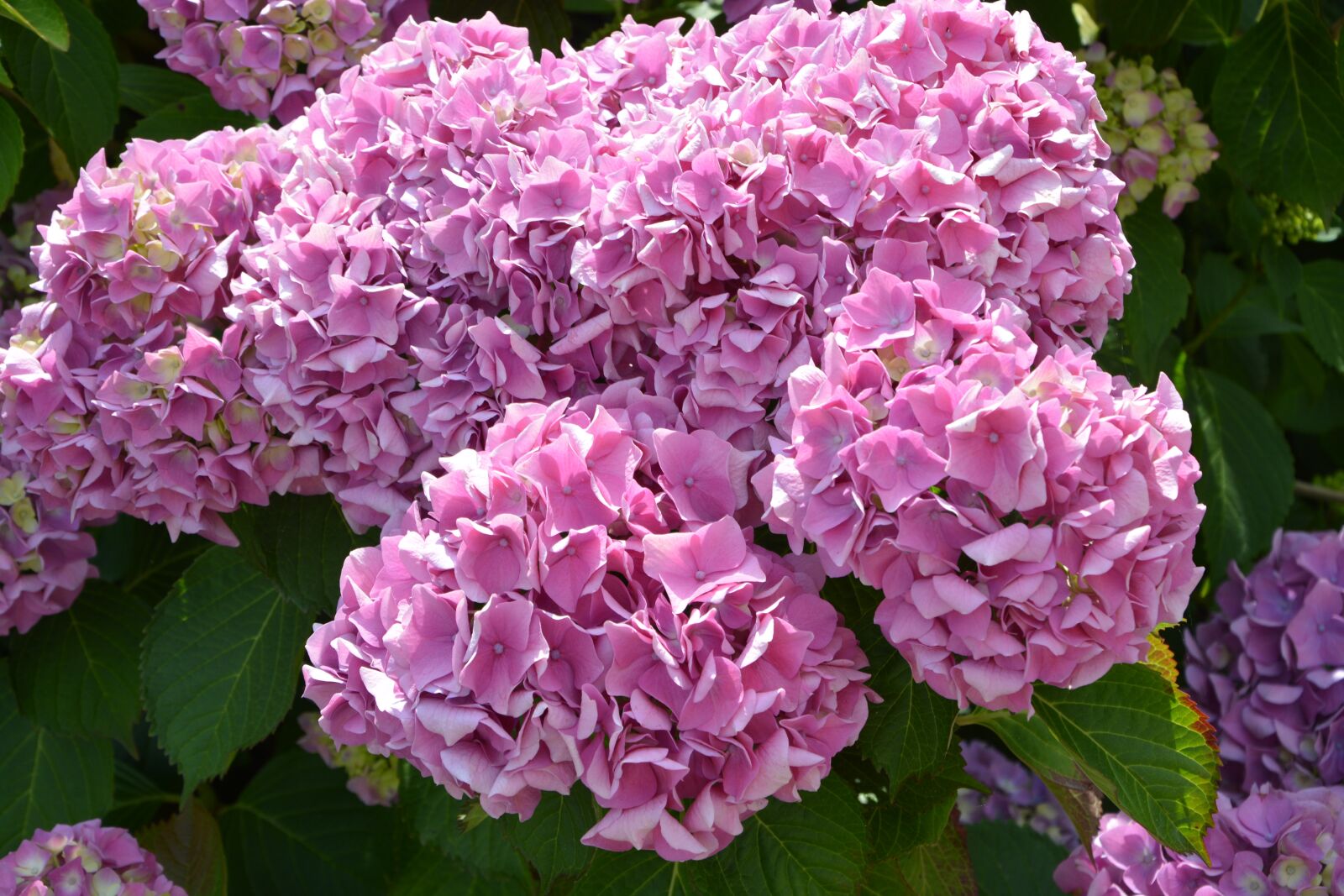 Nikon D5200 sample photo. Flowers, flowers hydrangea pink photography